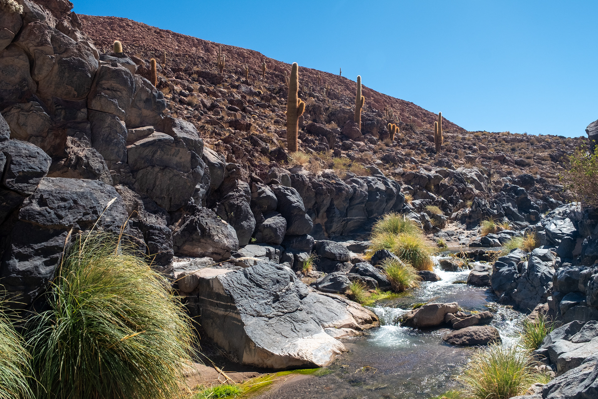 Valle de los Cactus