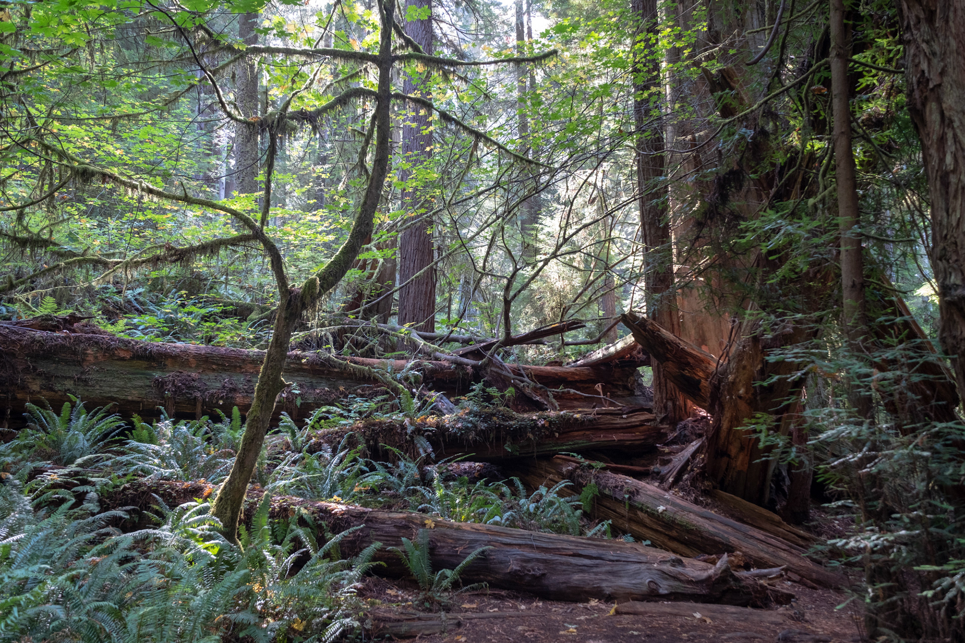 Hunnewell-Donald Memorial grove - trillo Big Tree
