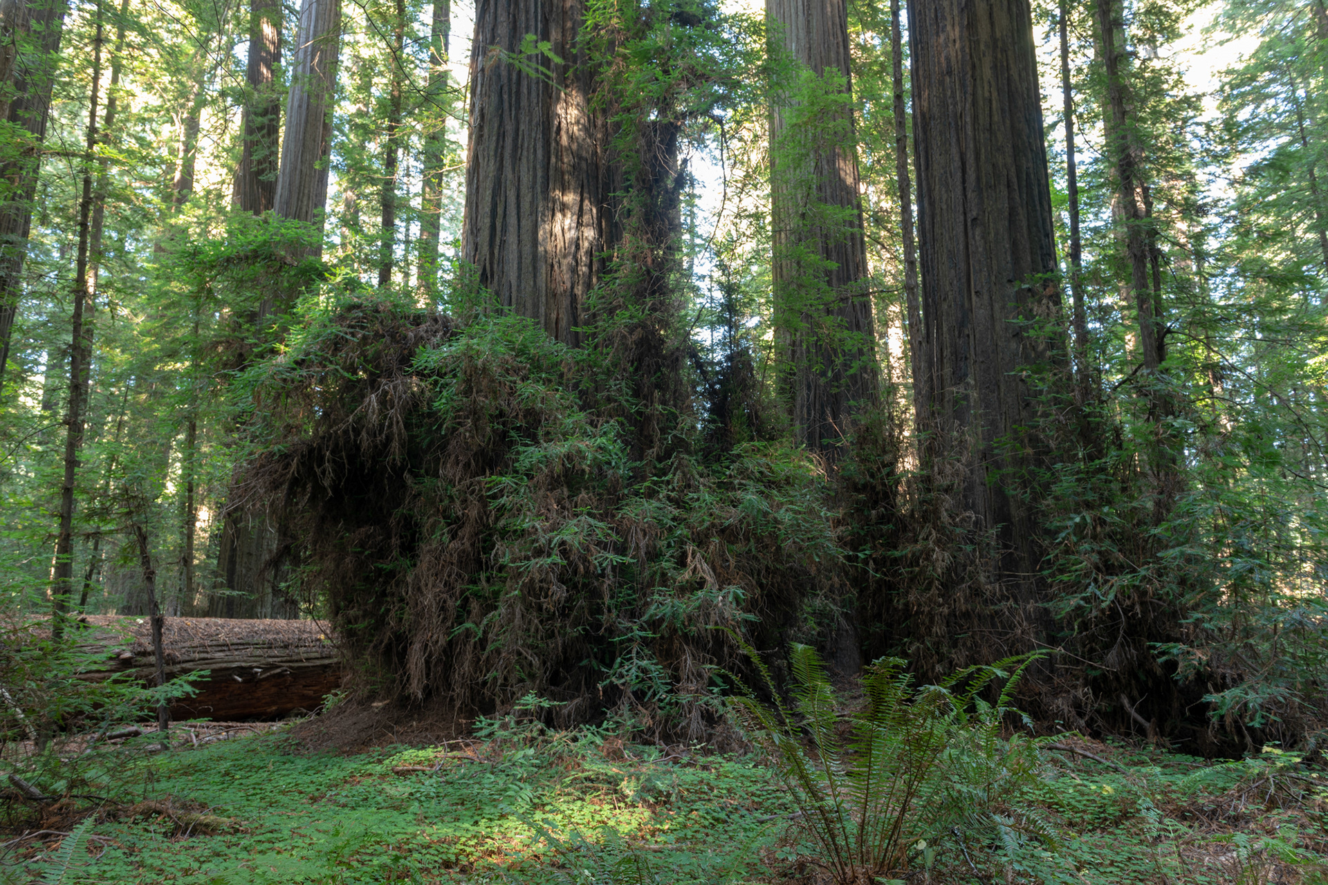 Trillo Founder's grove