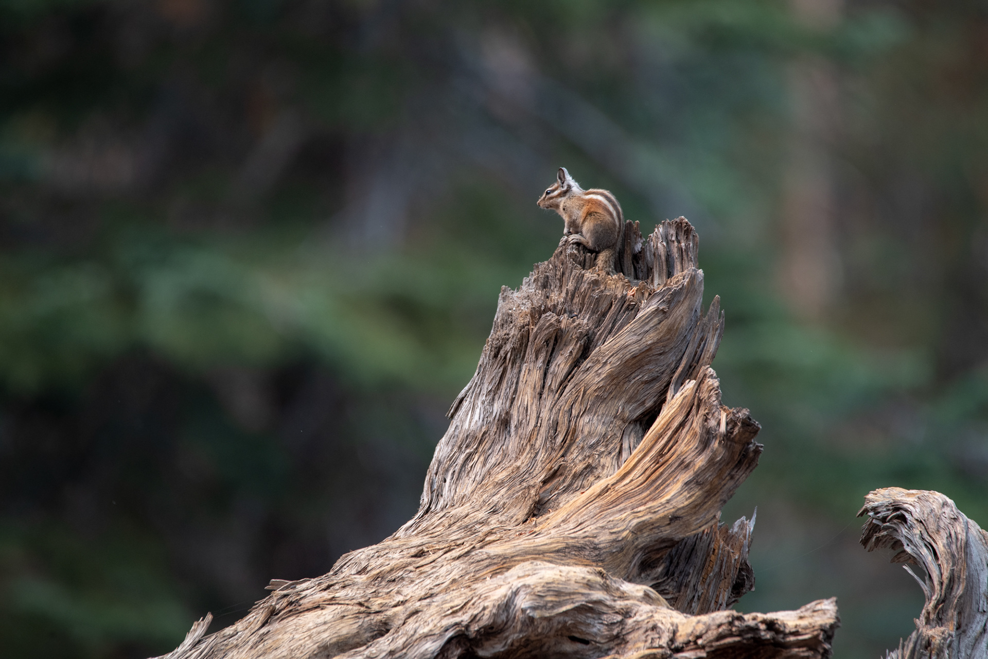 Yosemite - Trillo hacia Taft Point