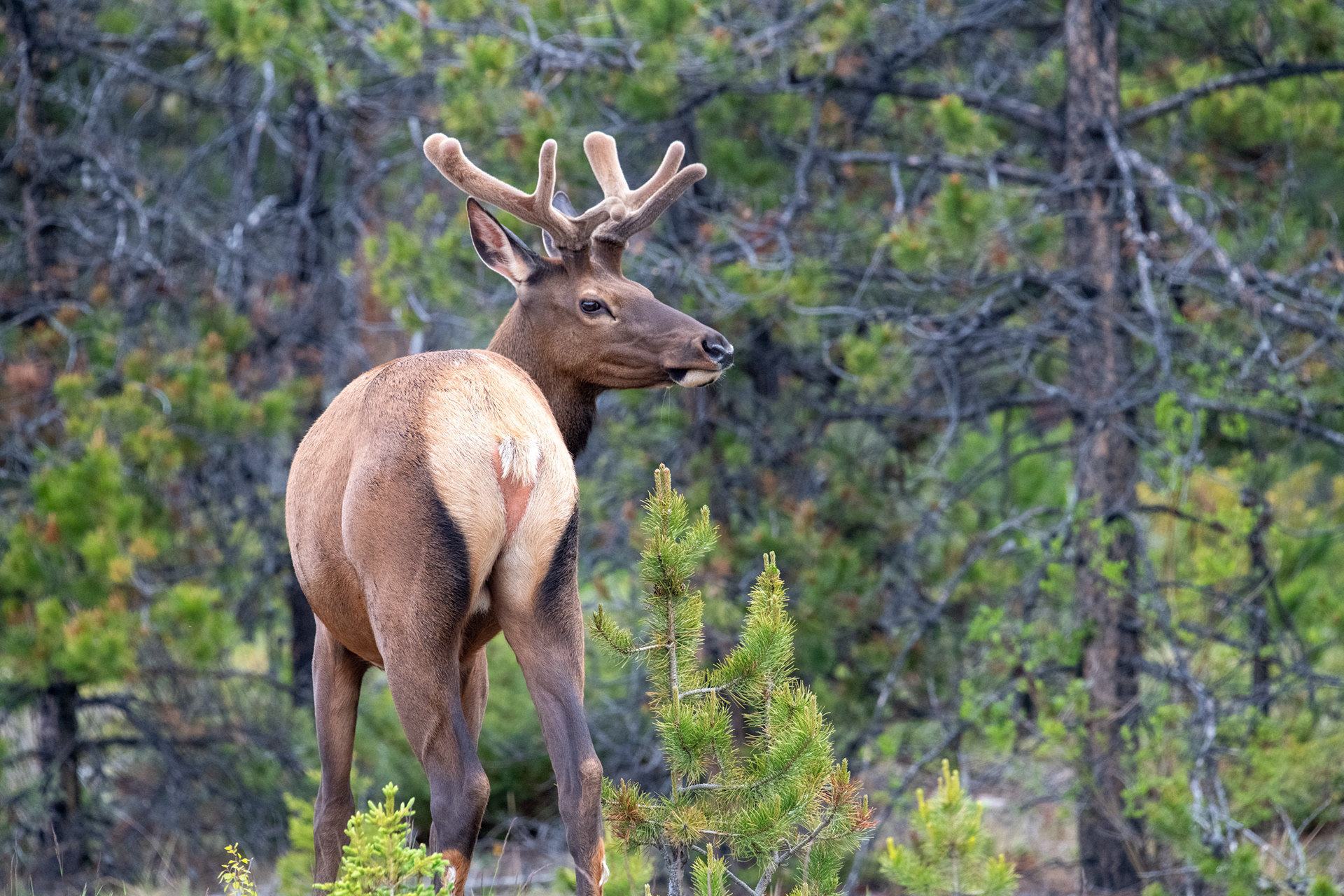 Elk o Wapití a la salida de Jasper