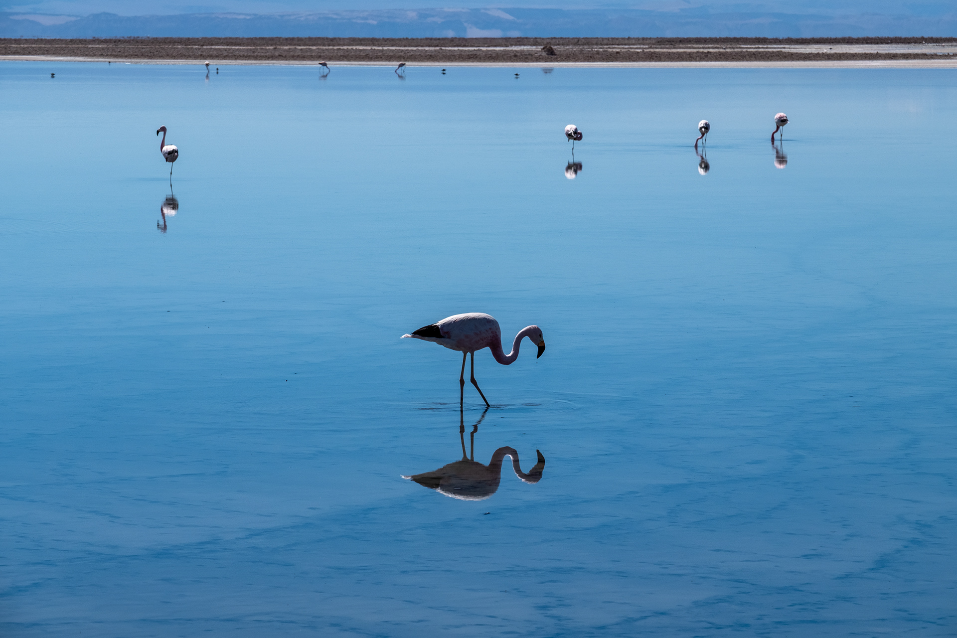 Laguna Chaxa