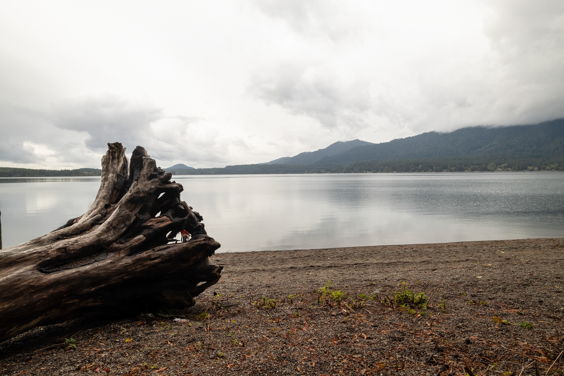 Lago Quinault - Olympic National Park, WA