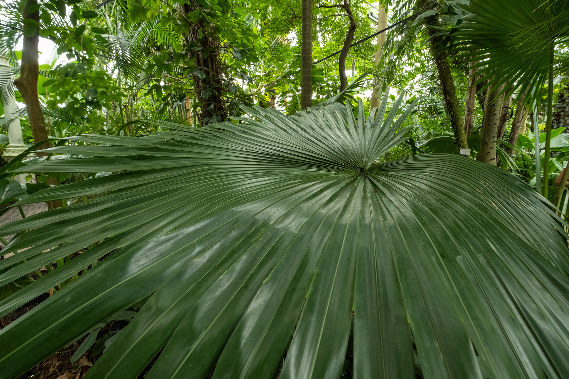 Jardín botánico - casa de palmeras