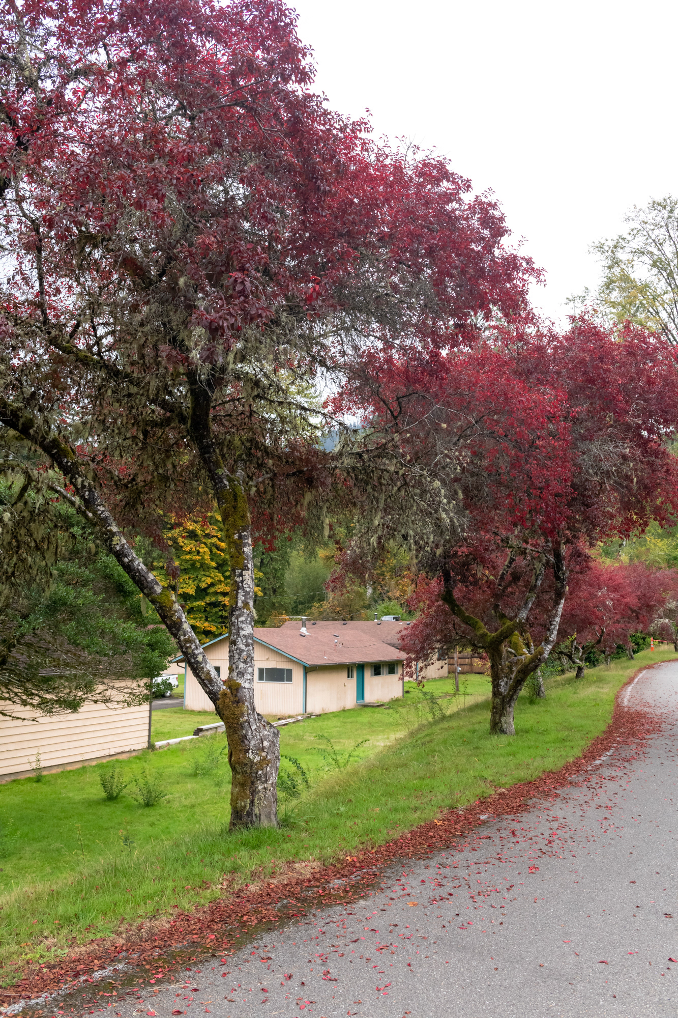 Lago Quinault - Olympic National Park, WA