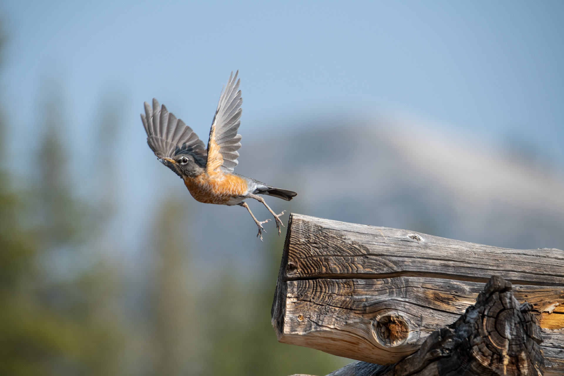 Yosemite - Tuolumne Meadows