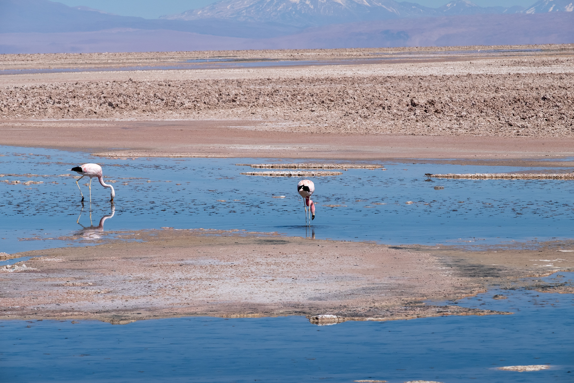 Laguna Chaxa