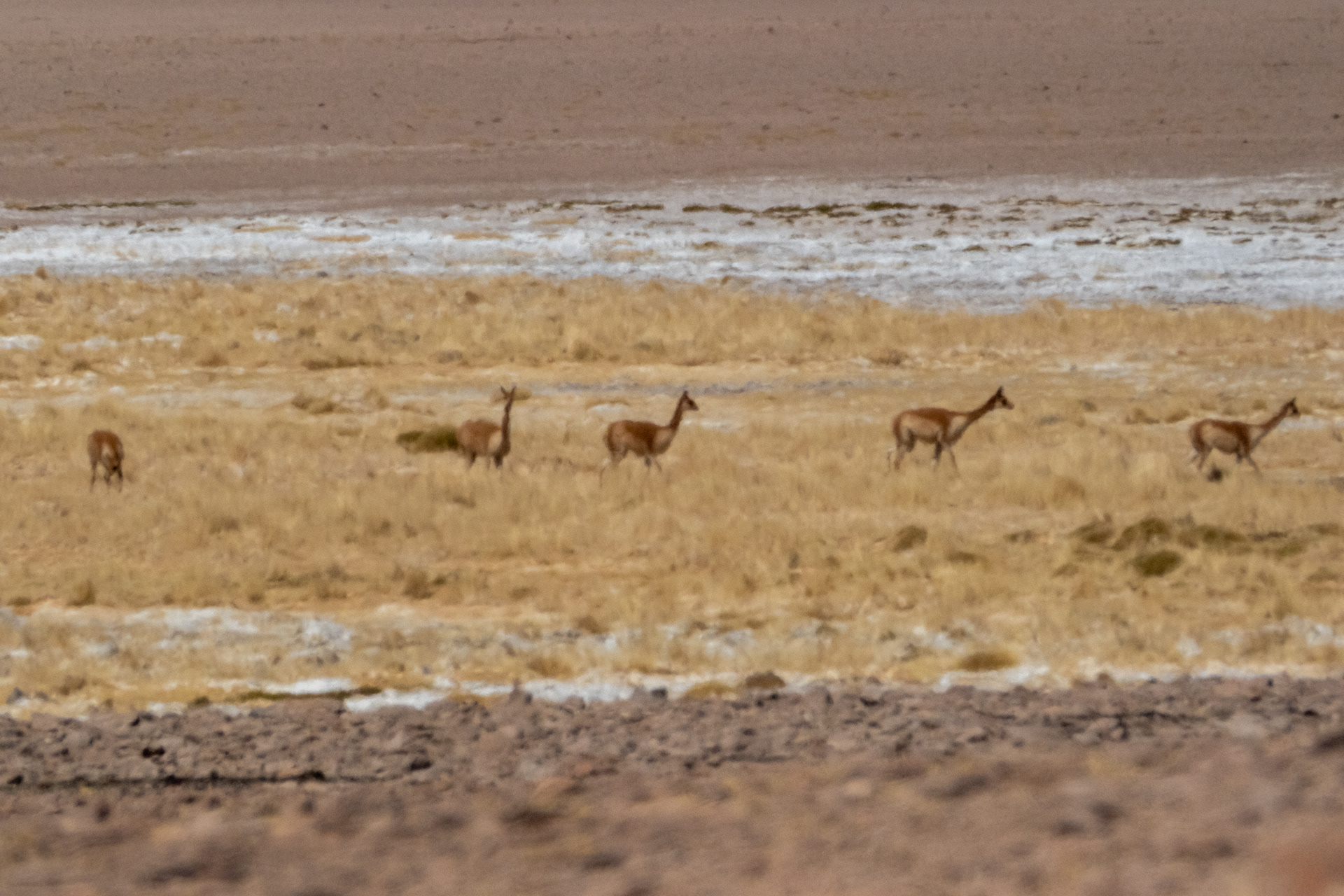Salar del Huasco