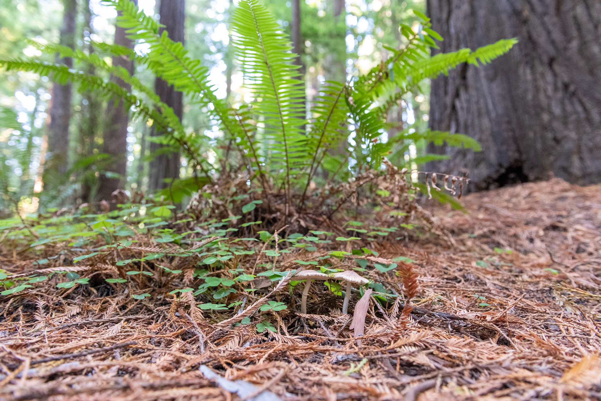 Trillo Founder's grove