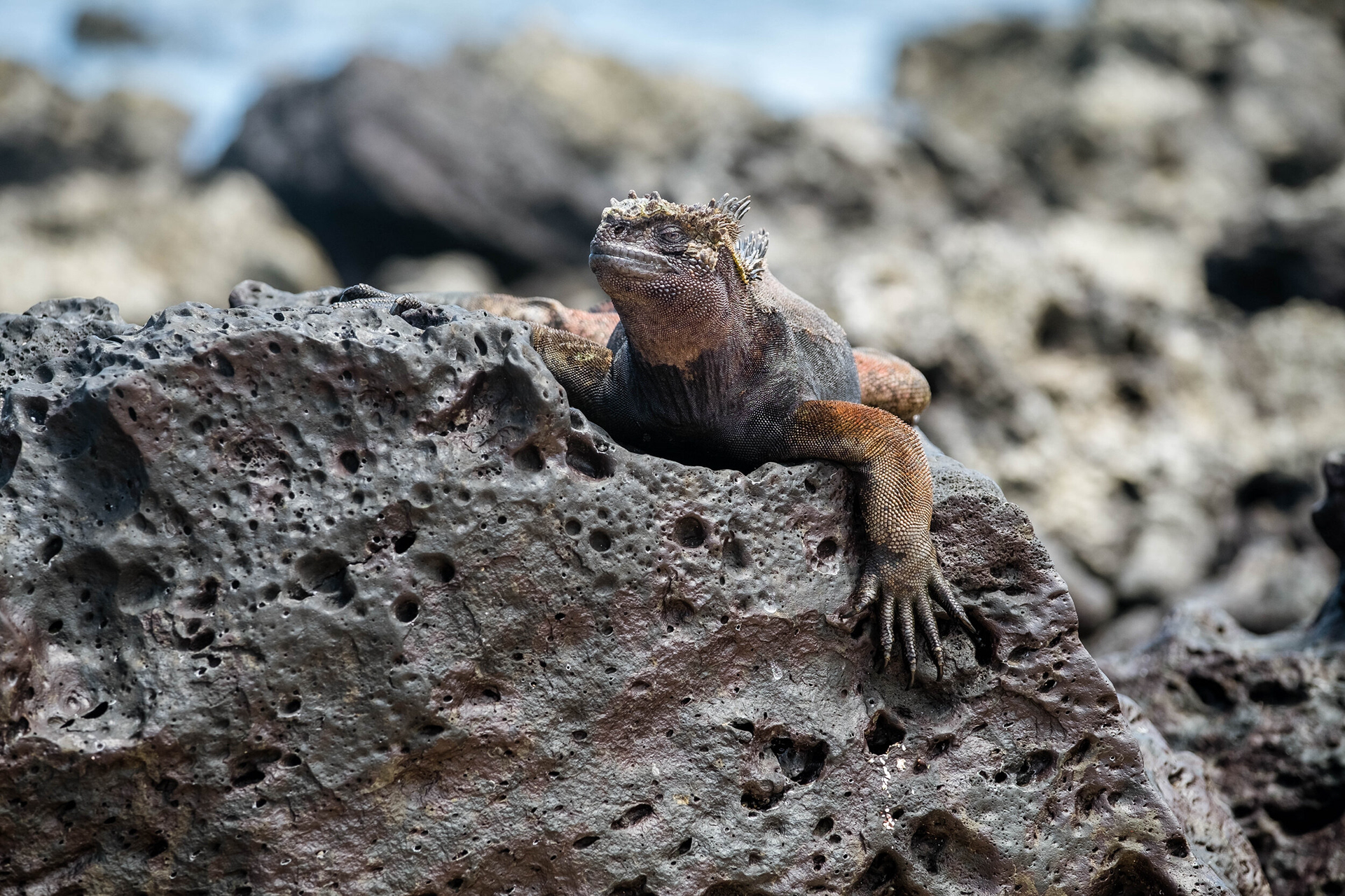 Hello You! - This image is from my trip to Galapagos Islands. This buddy with the face of "I'm not your friend" was laying on some rocks, trying to warm up under full sun at Punta Carola beach in Puerto Baquerizo Moreno, San Cristobal, Galapagos Islands, Ecuador. You