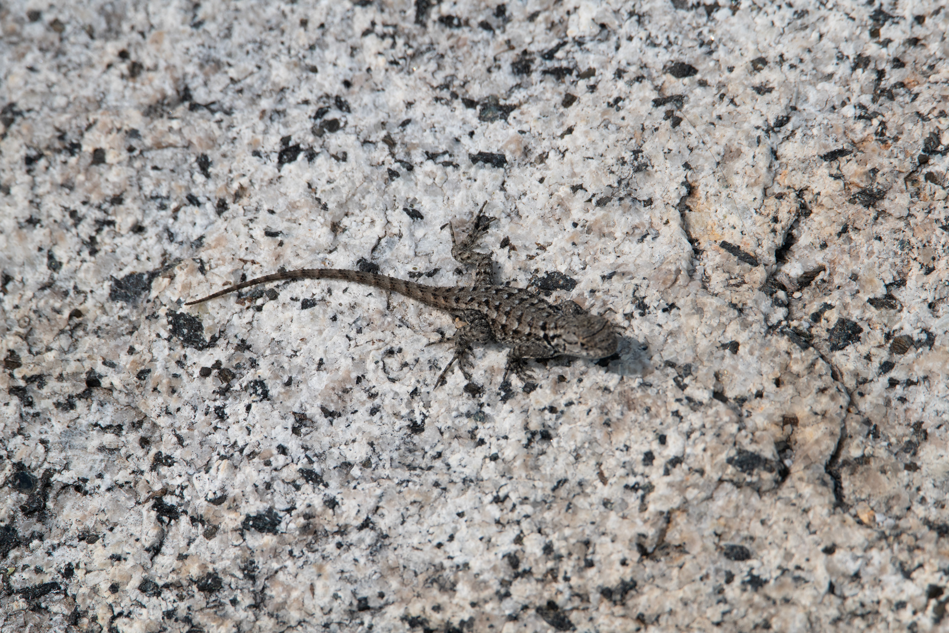 Yosemite - Olmsted point (mirador)
