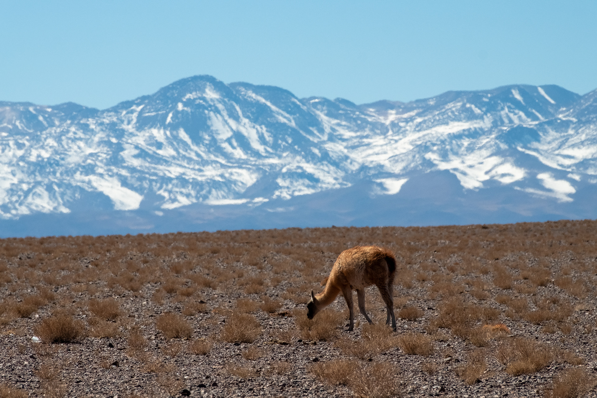 Guanacos en la ruta rumbo a Petroglifos de Yerbas Buenas