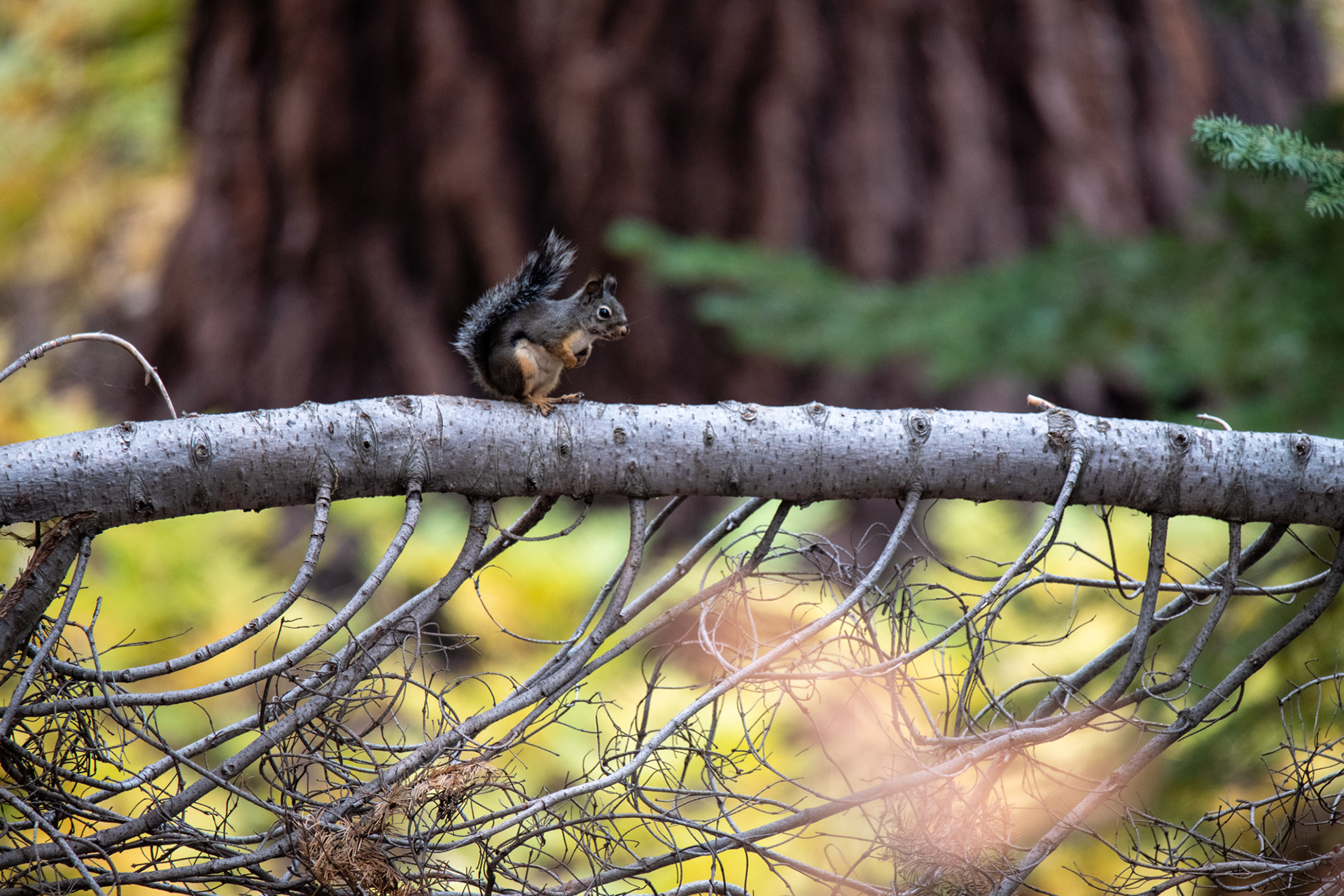 Yosemite - Trillo hacia Taft Point