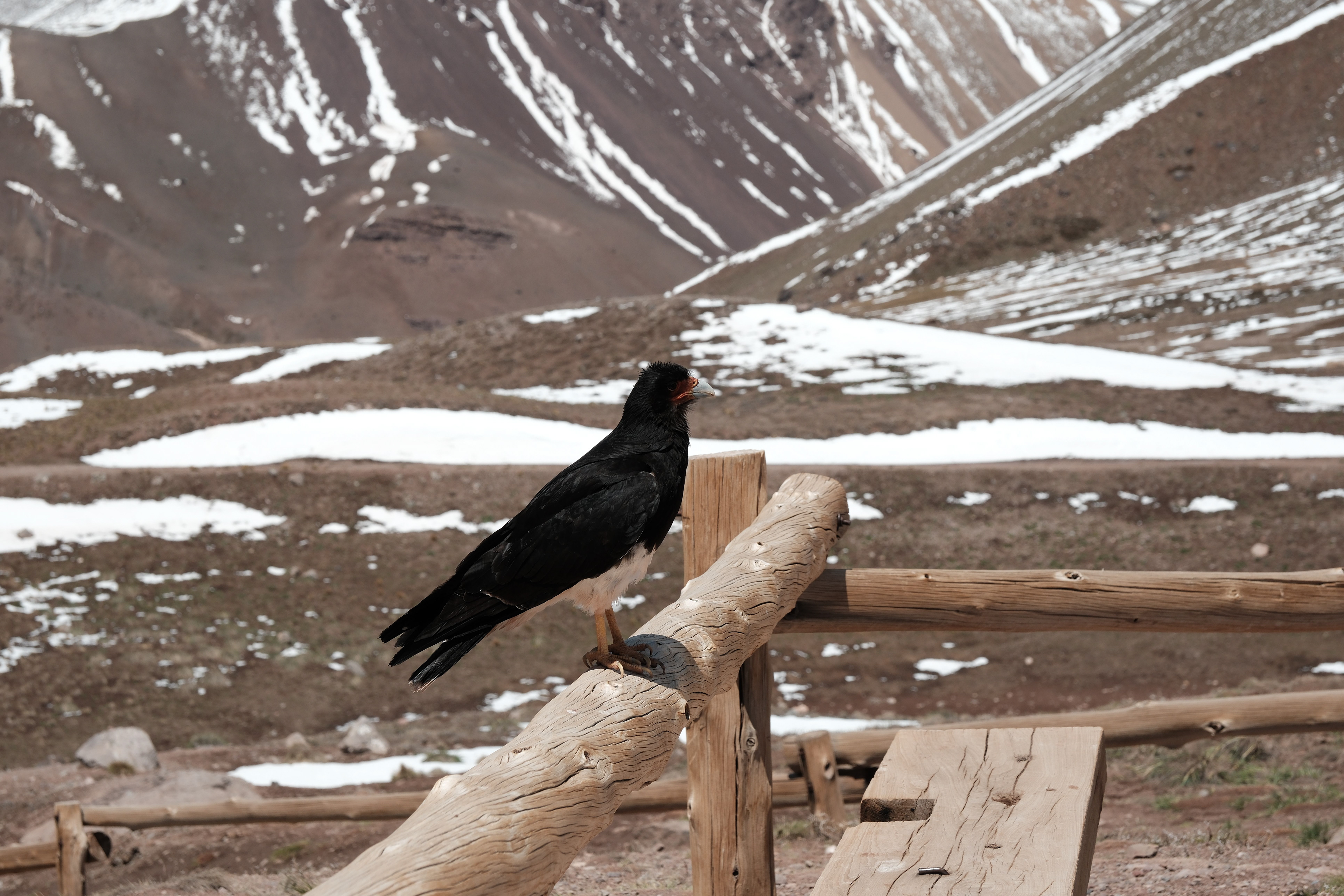 Matamico andino - Parque Provincial Aconcagua