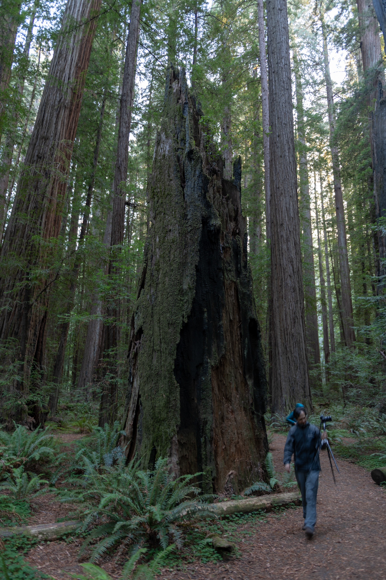 Trillo Founder's grove