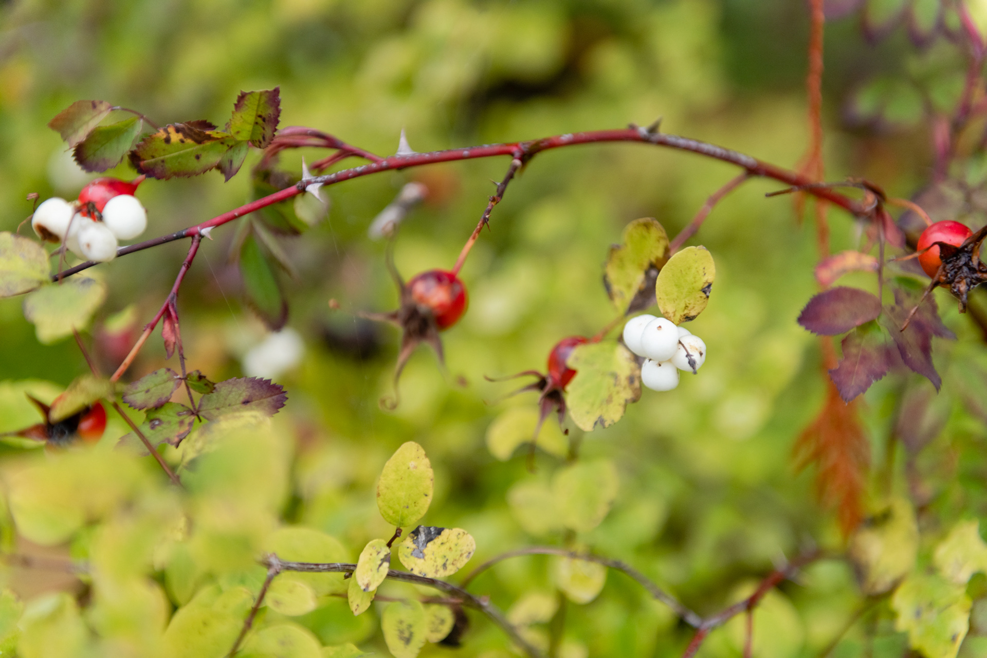 Lago Quinault - Olympic National Park, WA