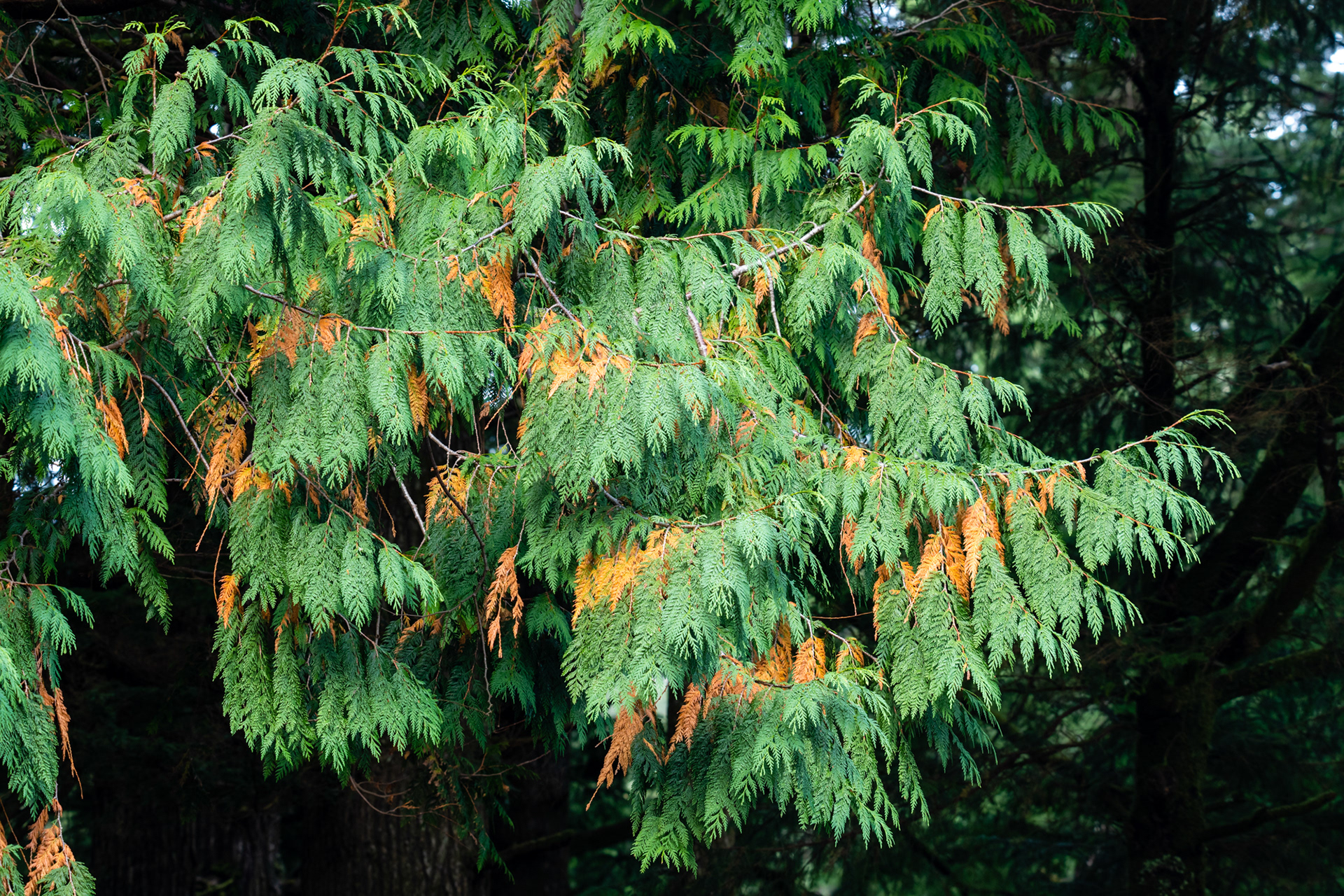 Oswald West State Park