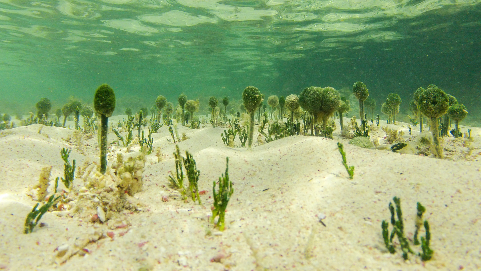 Alien World - Submarine life on the shallow water ponds at Elise Bay, Saint Martin.