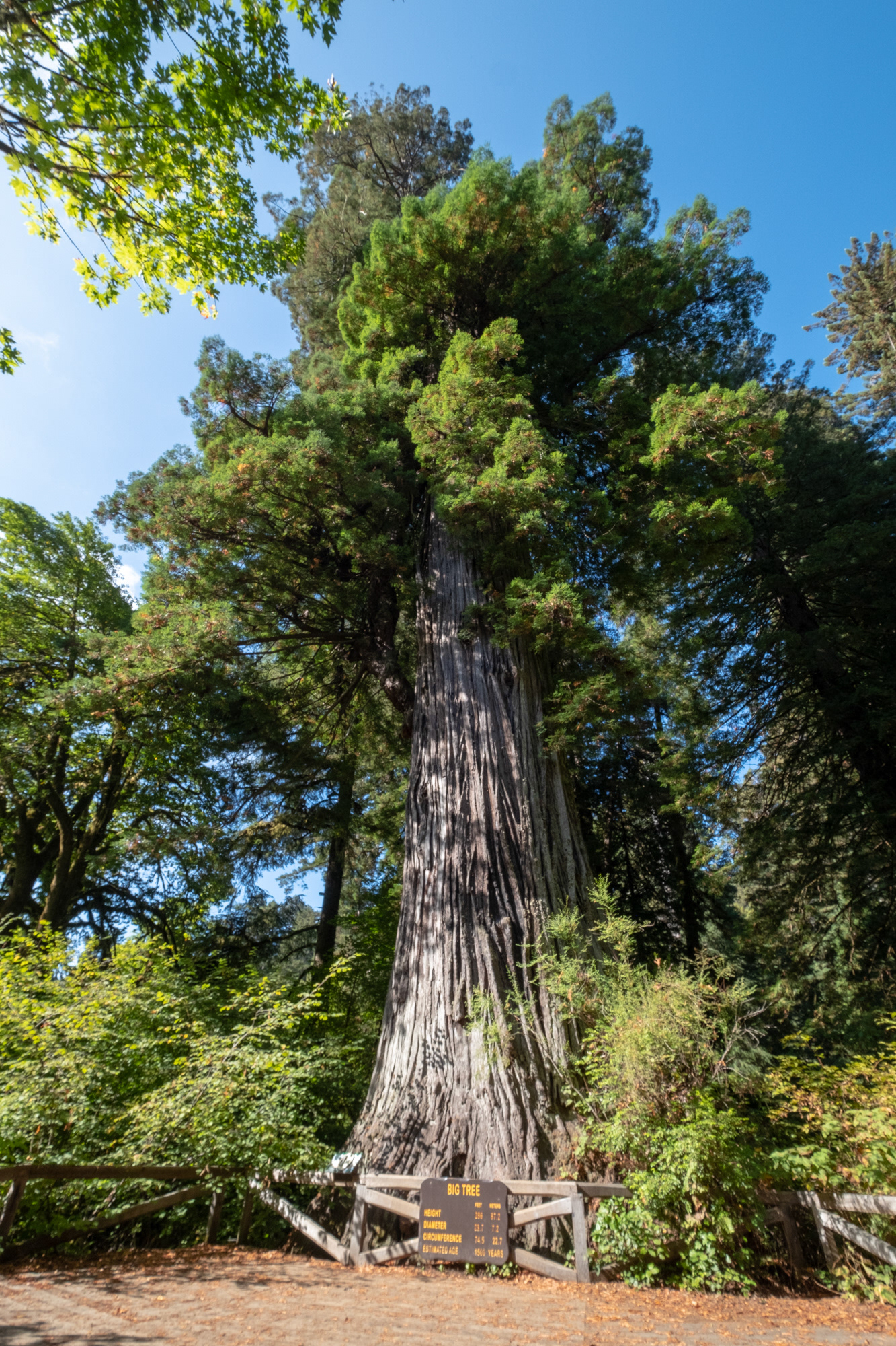 Hunnewell-Donald Memorial grove - trillo Big Tree