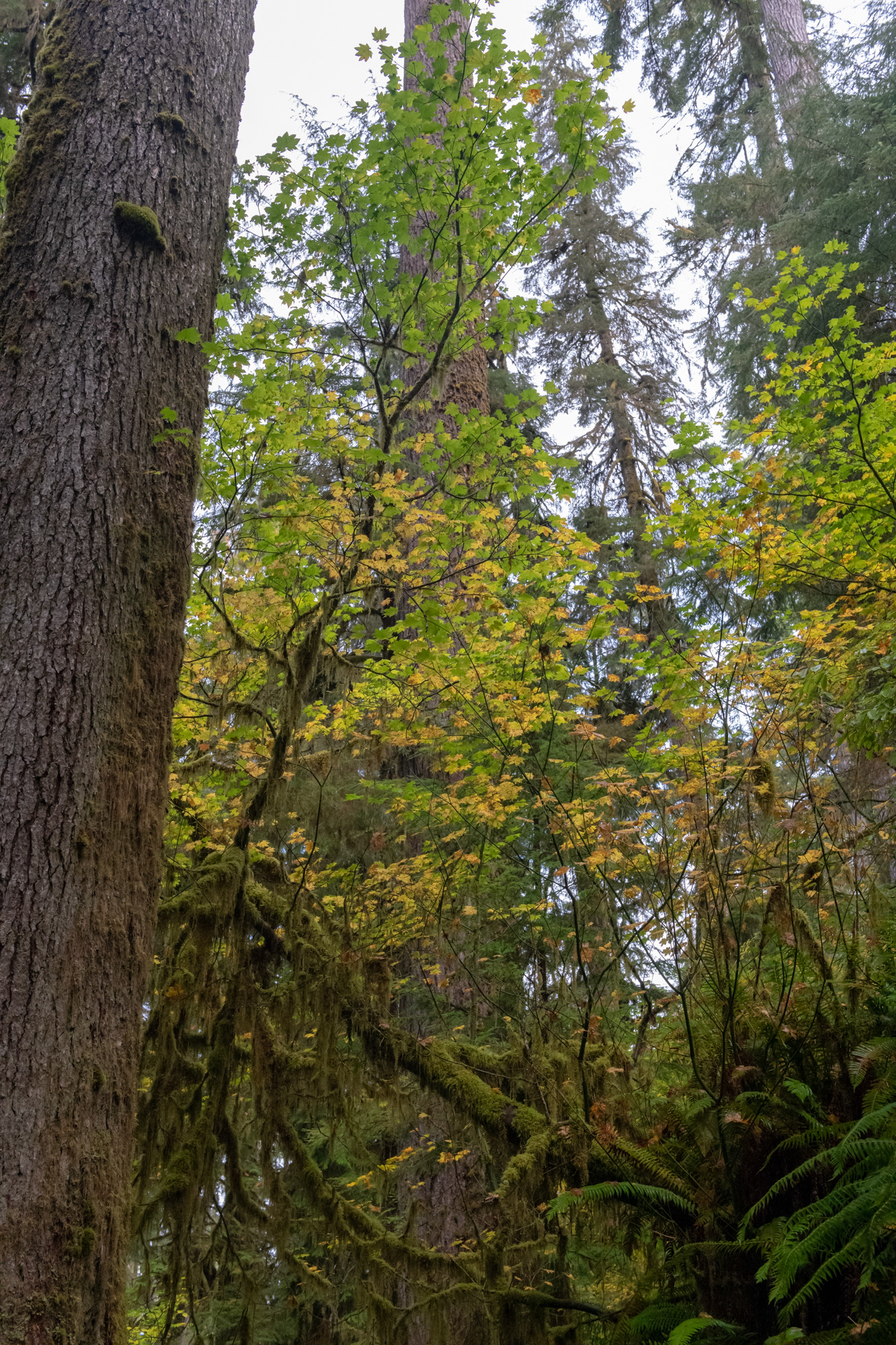 Trillo Rainforest Nature - Lago Quinault, WA