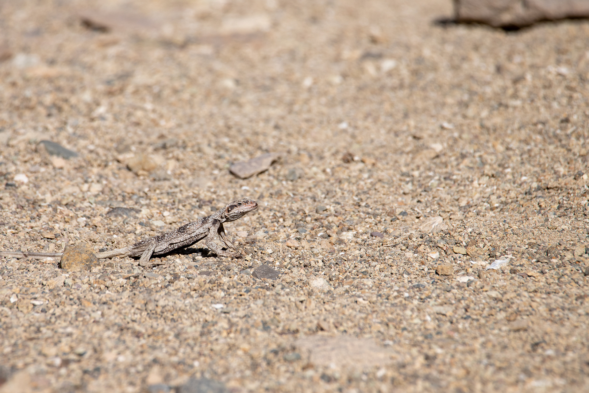 Death Valley - Golden Canyon