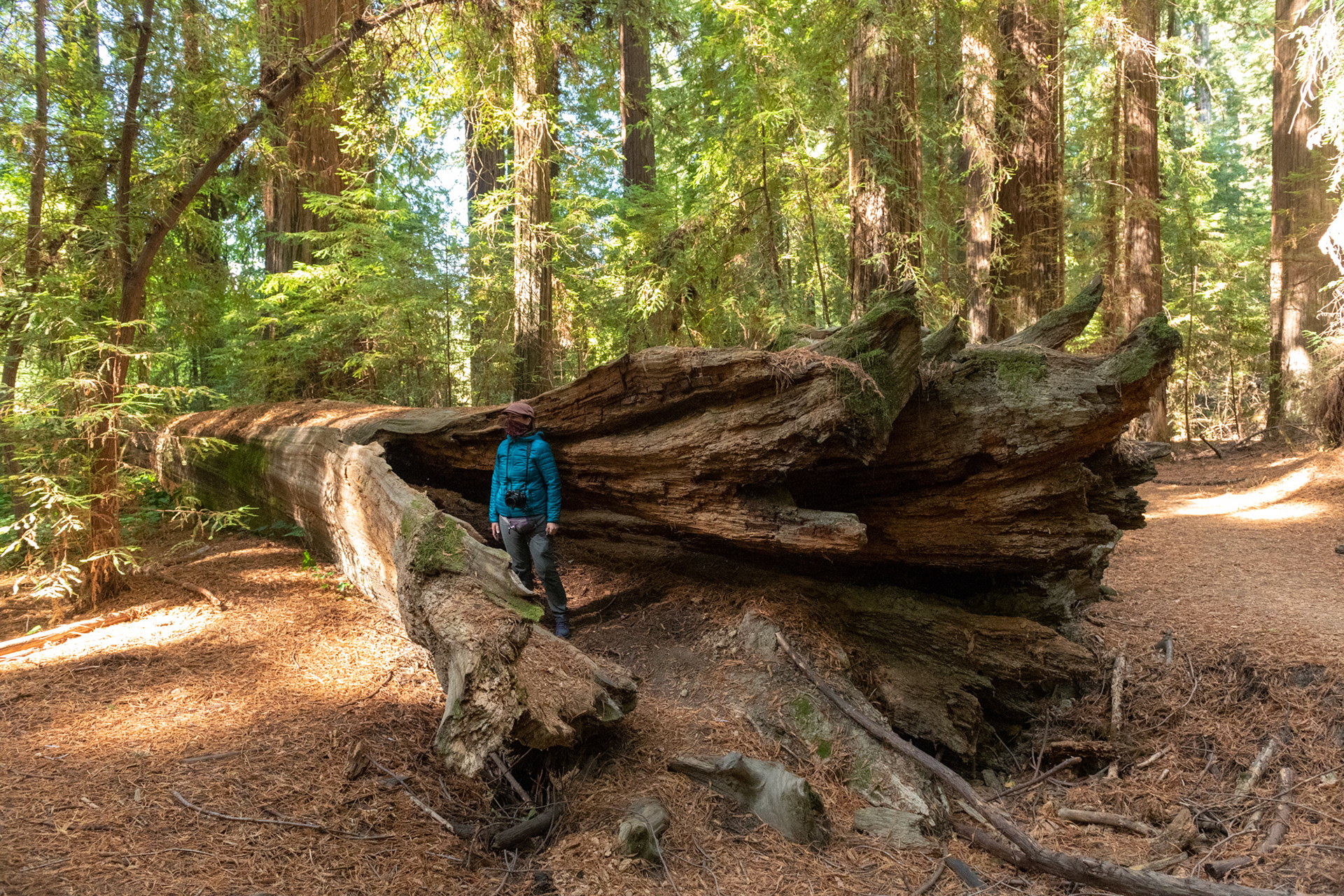  Humboldt Redwoods - Lane Grove - sequoias