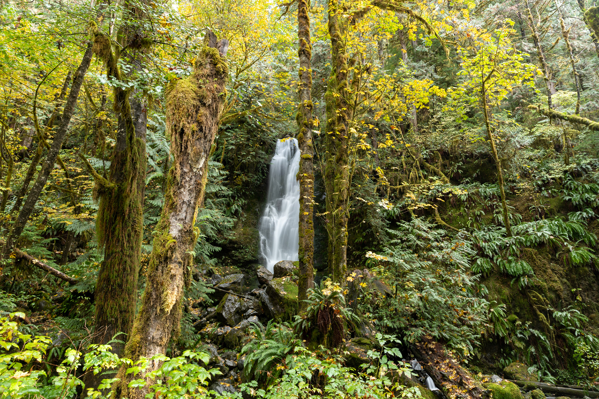 Merriman falls - Olympic National Park, WA