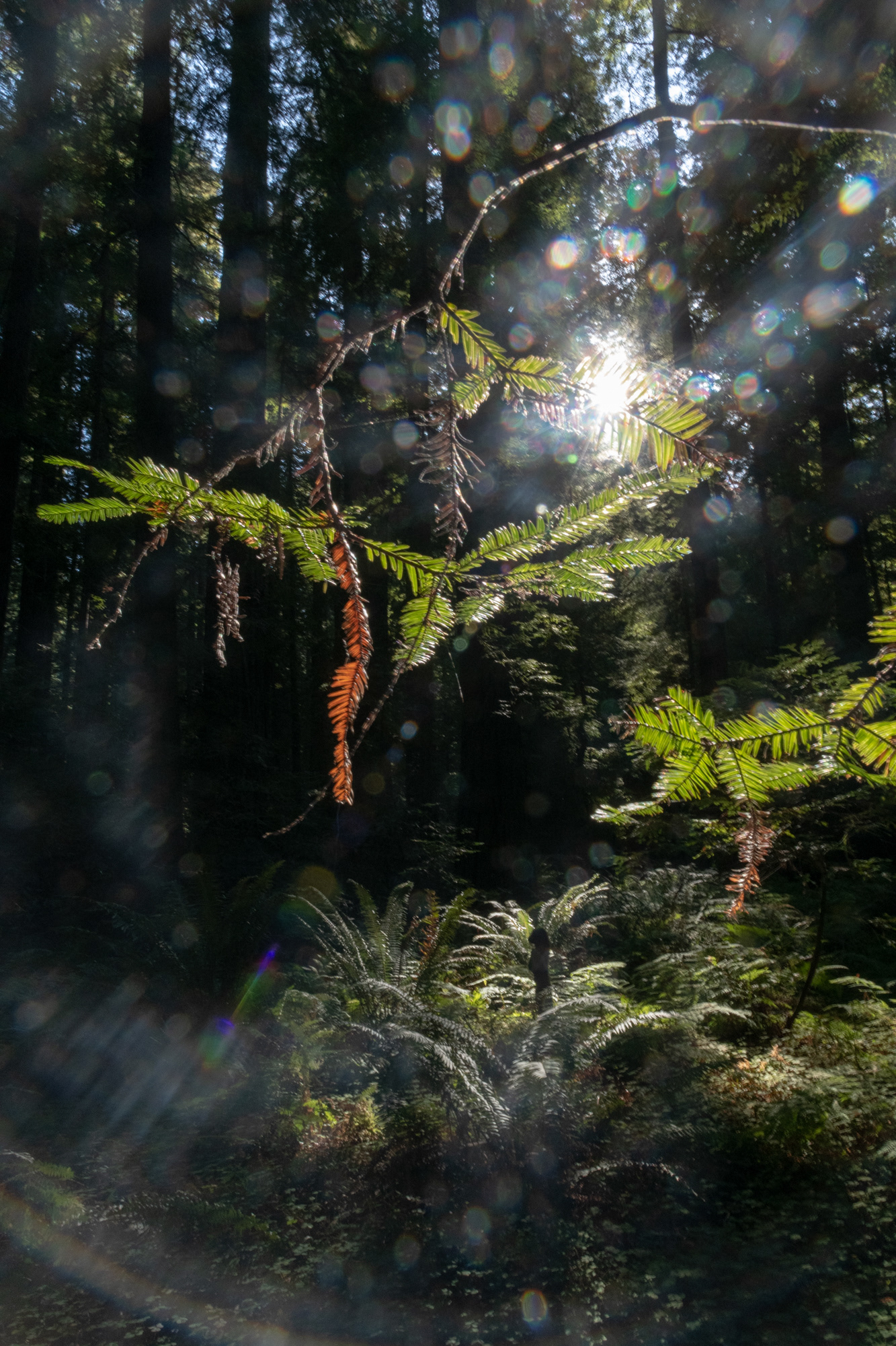 Trillo Founder's grove