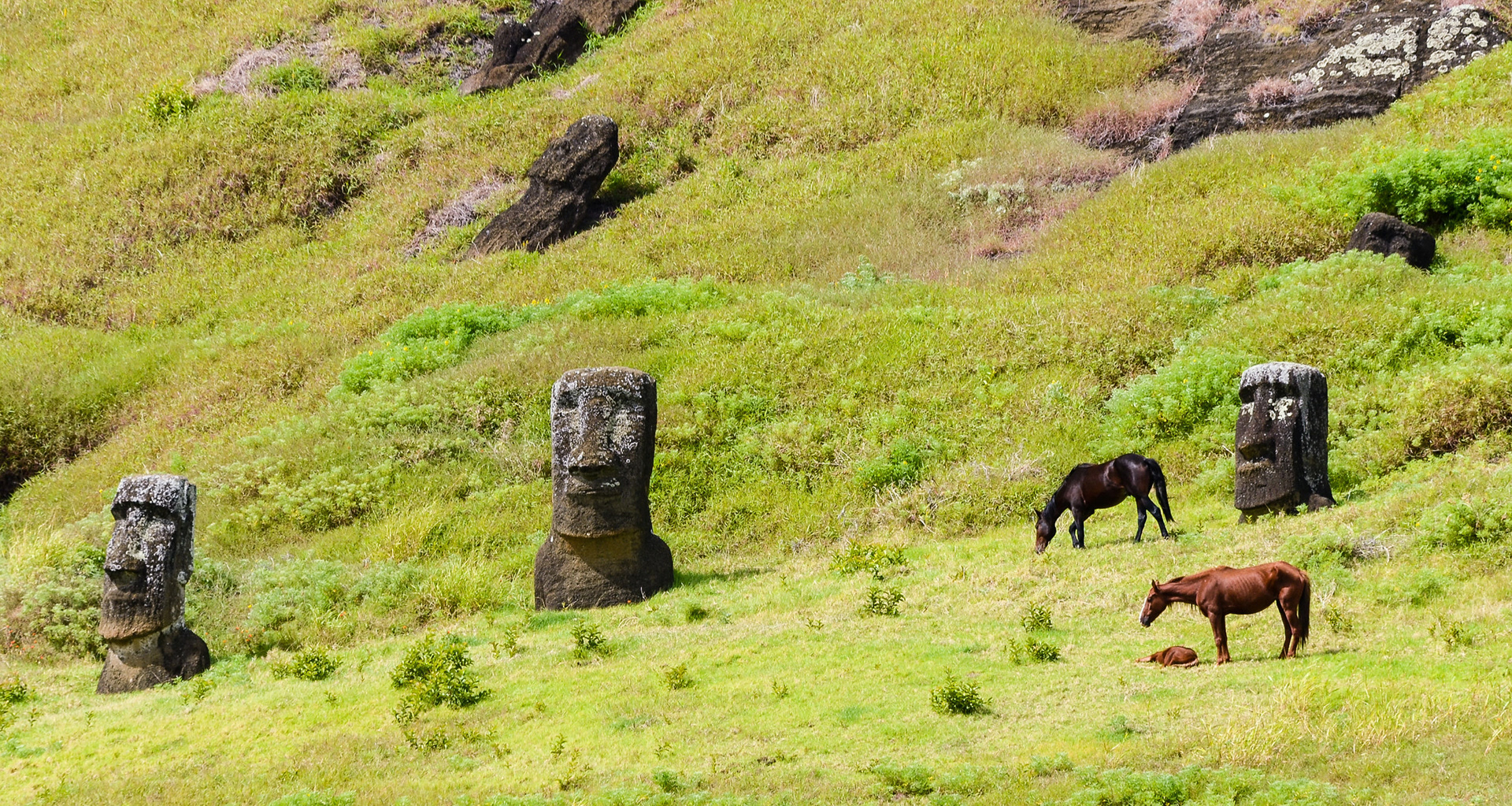 Them - View from inside the Rano Raraku Volcano's crater. Here are a lot of Moai statues are at different stages of sculpted. The current inhabitants, the horses, are everywhere. Easter Island (Rapa Nui), Valparaiso region, Chile.