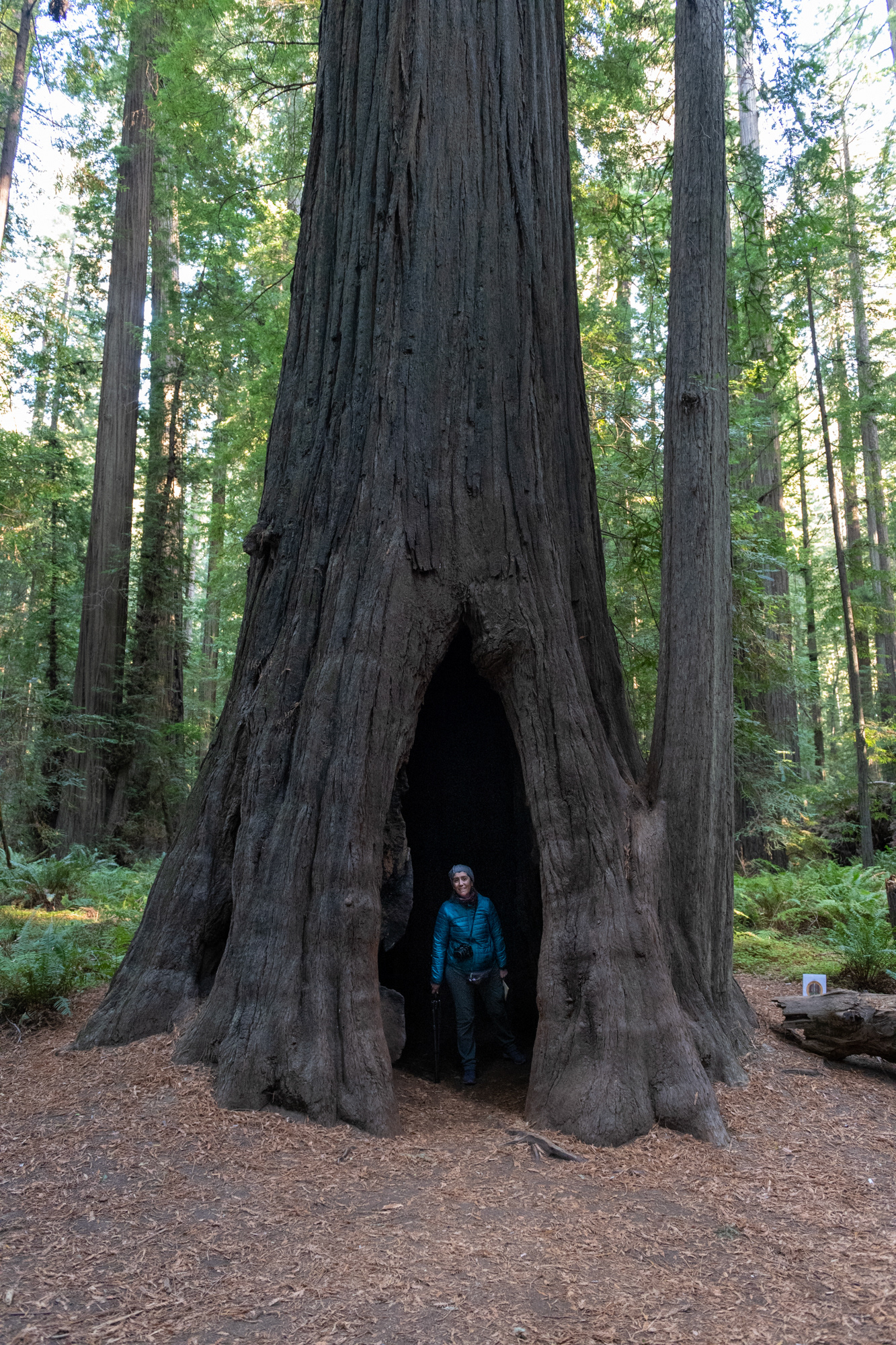 Trillo Founder's grove