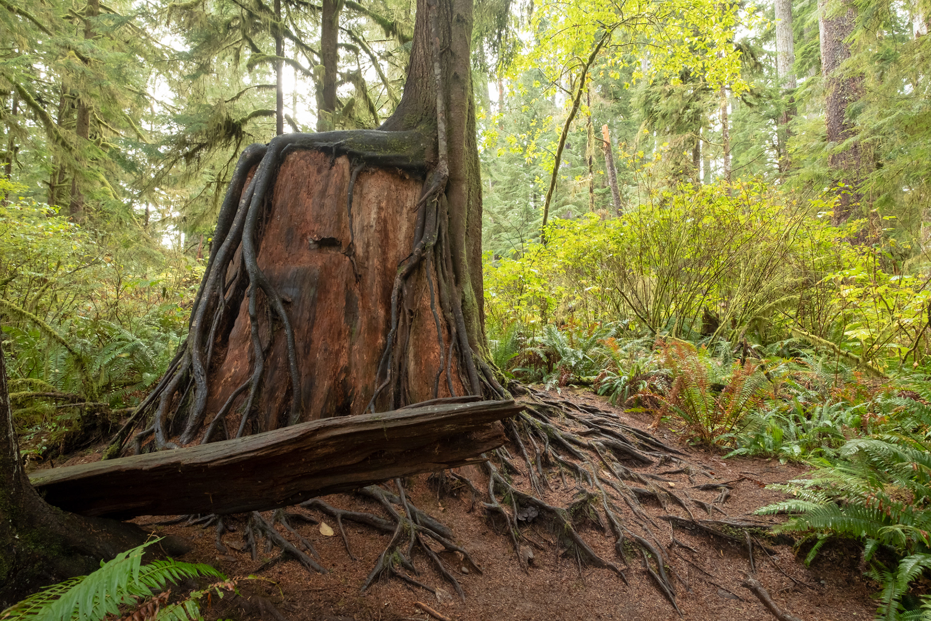 Trillo Rainforest Nature - Lago Quinault, WA