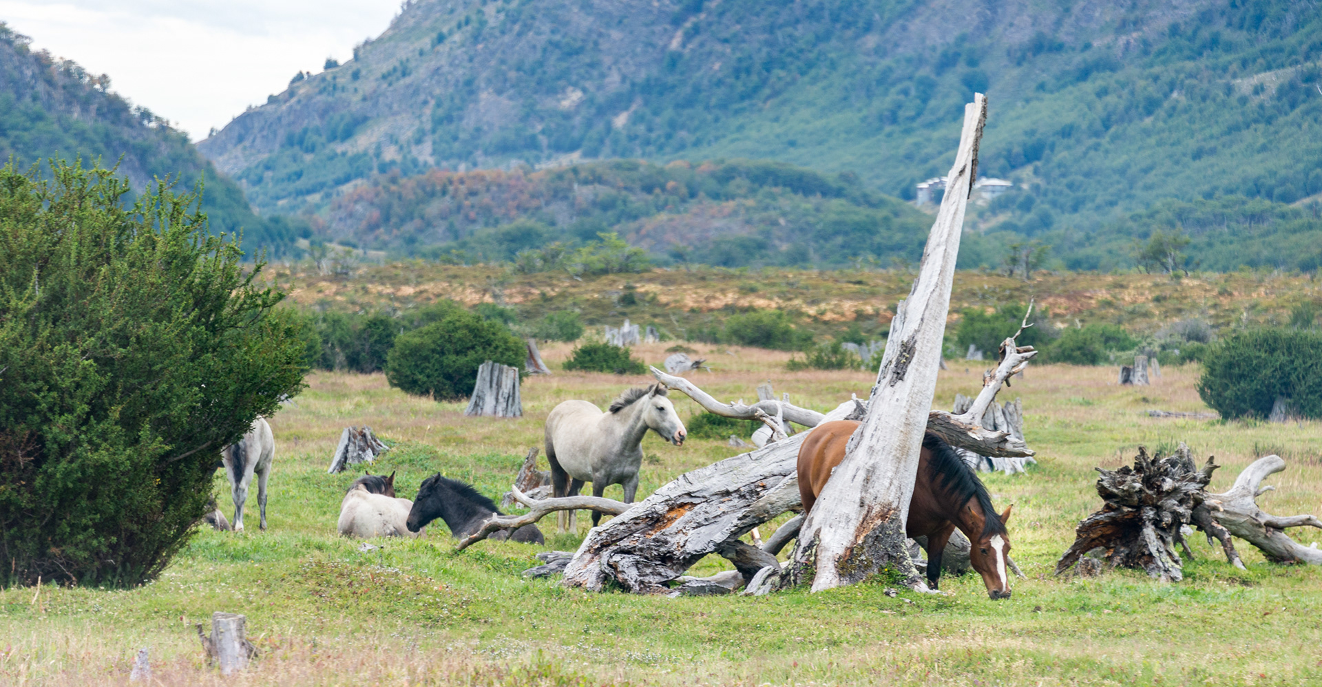 Tierra Del Fuego's Natives - Horses are the current natives of Tierra del Fuego National Park. They wander freely around a beautiful area surrounded by mountains and rivers. Tierra del Fuego, Argentina