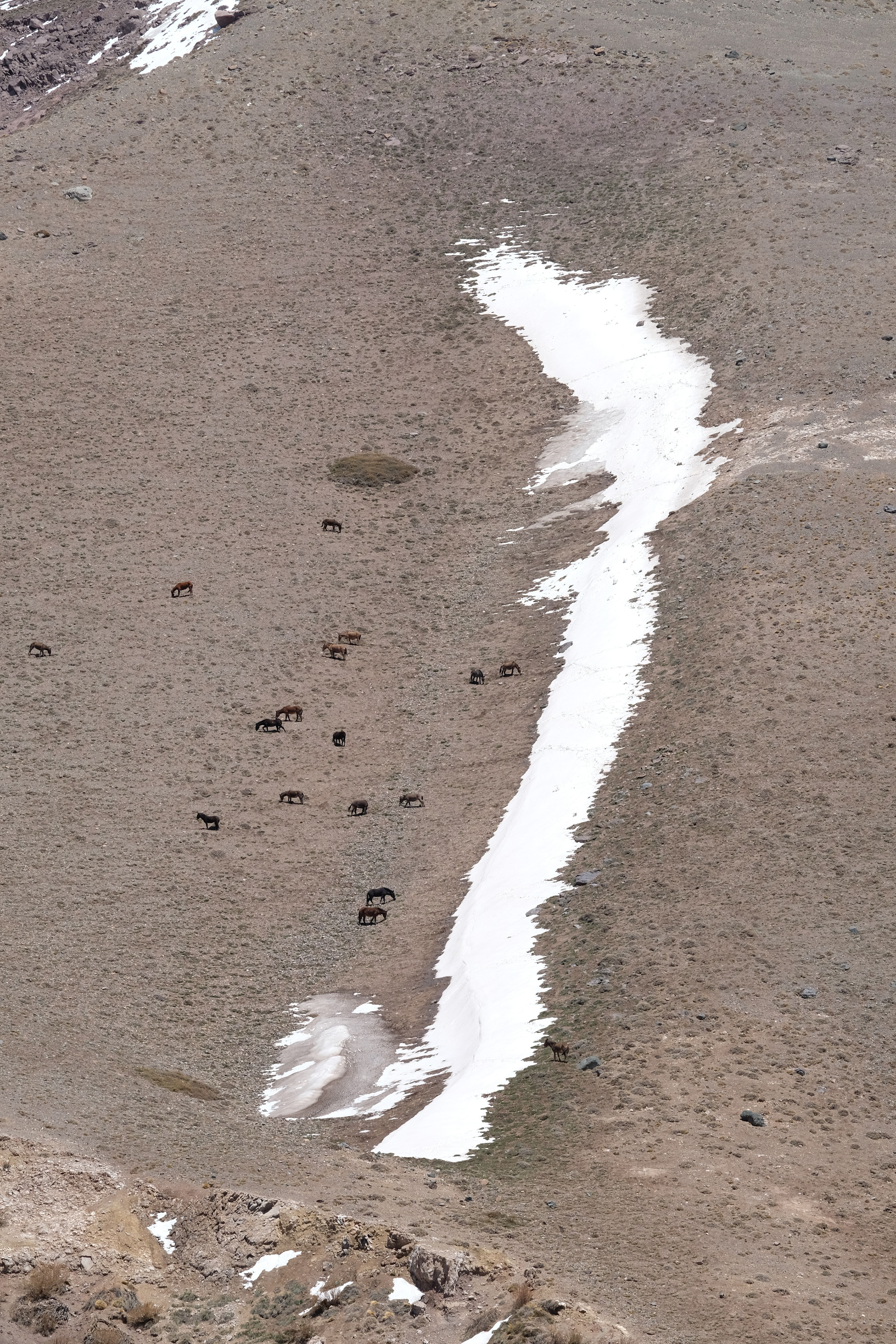 Caballos en Parque Provincial Aconcagua