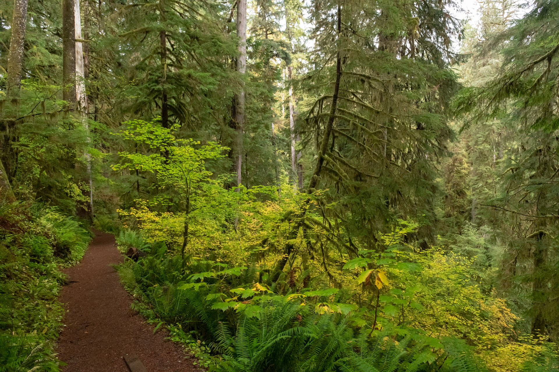Trillo Rainforest Nature - Lago Quinault, WA