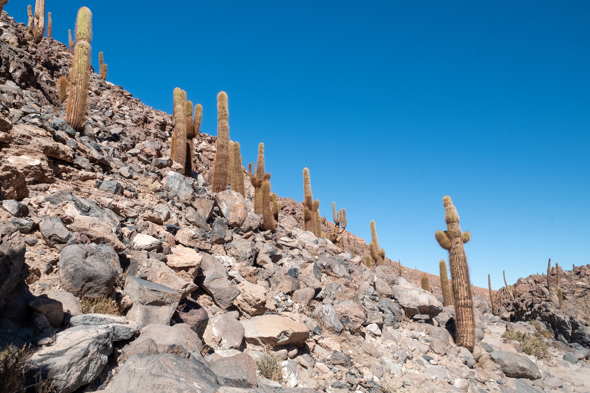 Valle de los Cactus