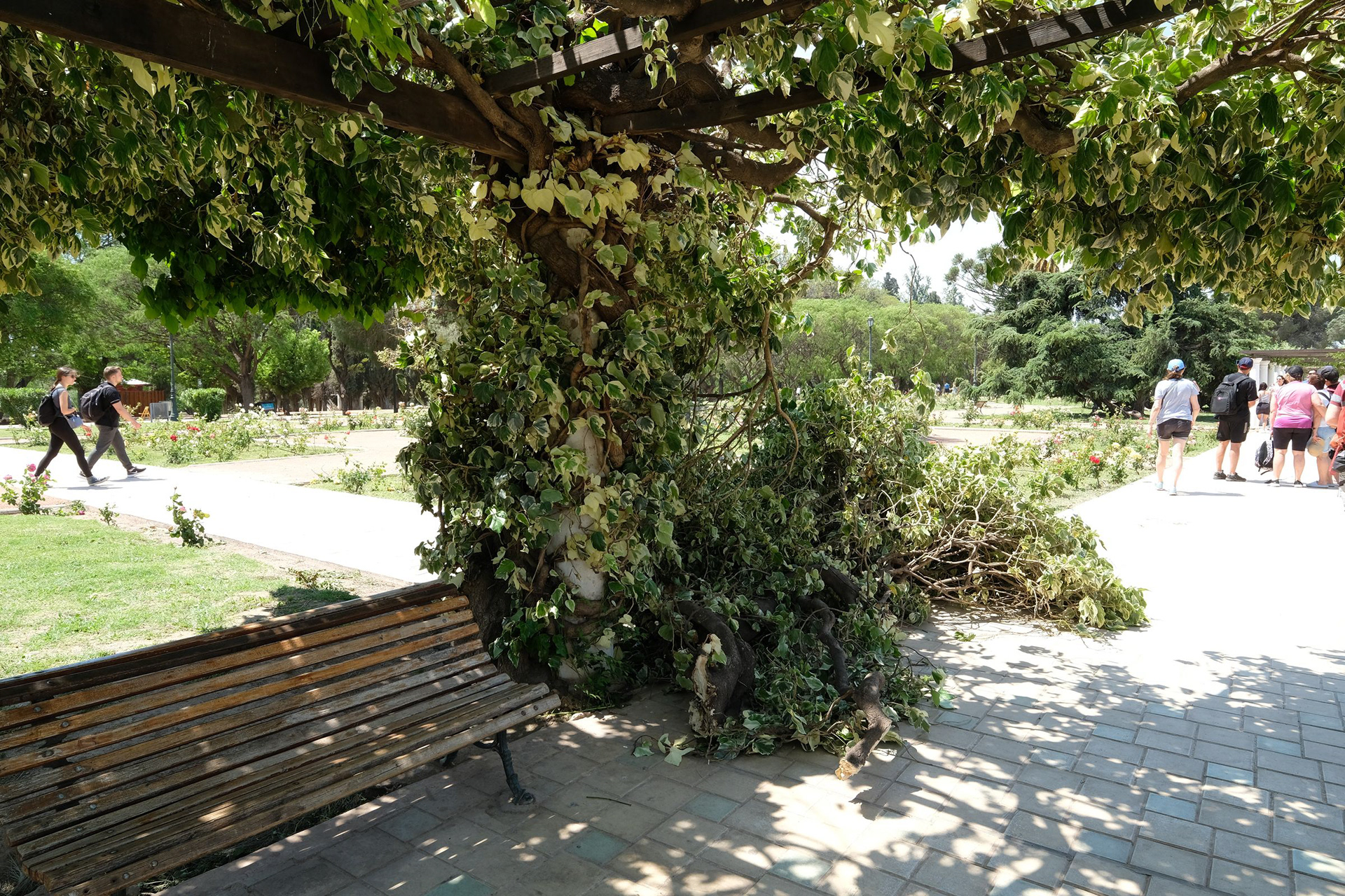 Rosedal del Parque General San Martin