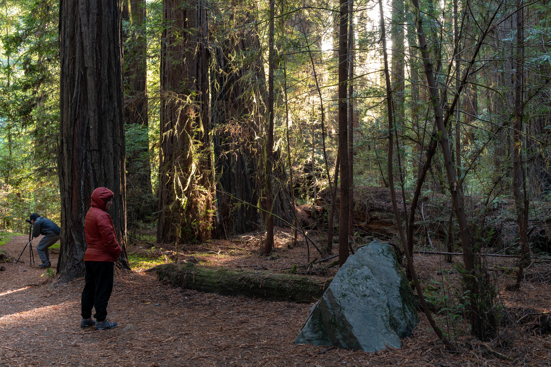 Trillo Founder's grove