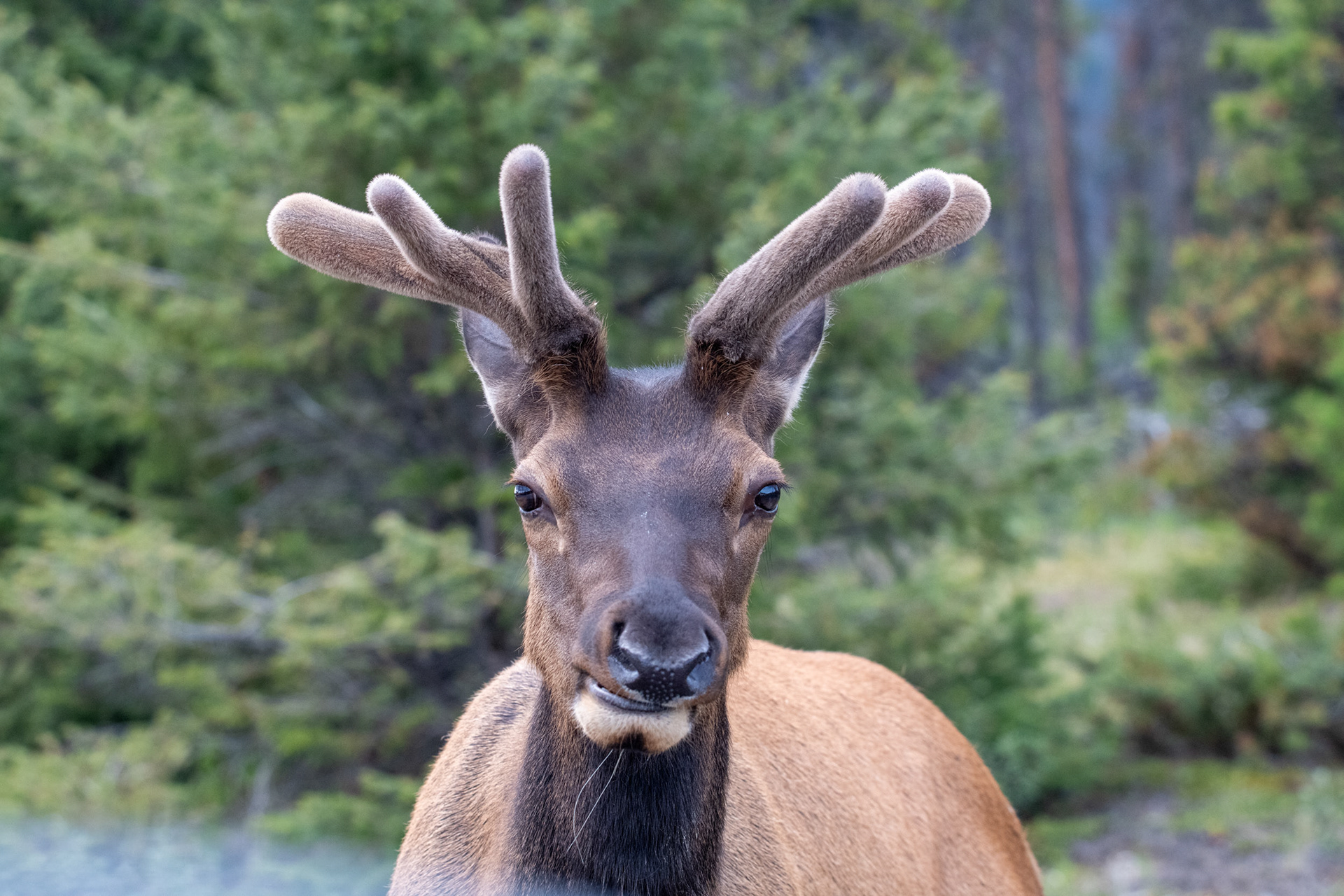 Elk o Wapití a la salida de Jasper