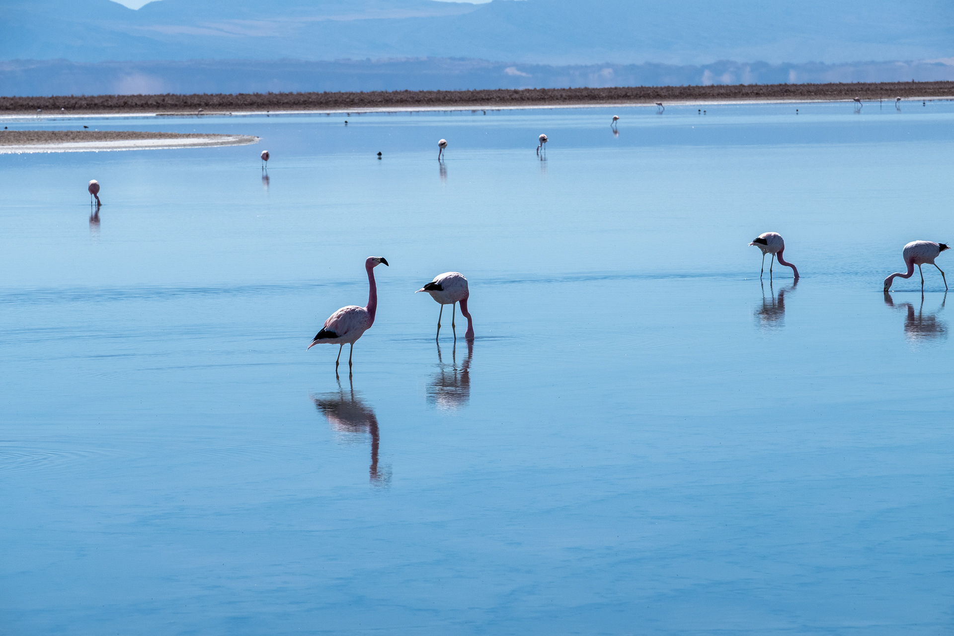 Laguna Chaxa