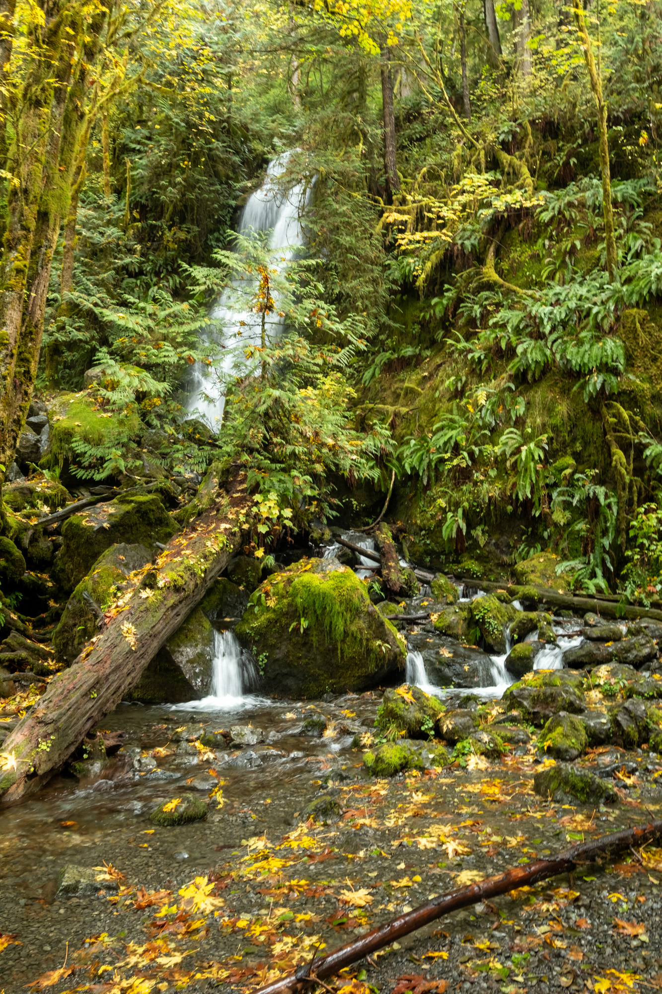 Merriman falls - Olympic National Park, WA