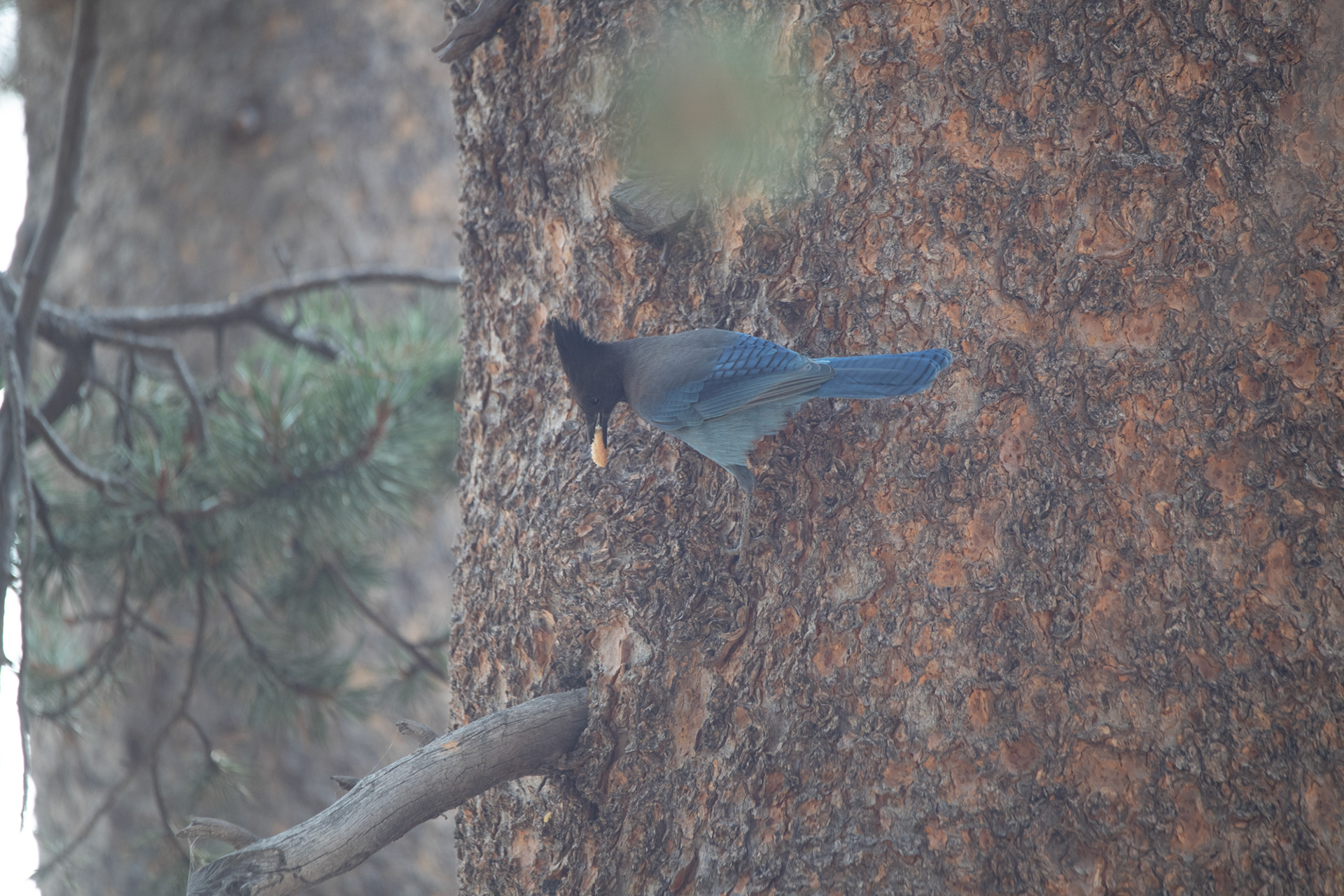 Yosemite - Chara Crestada (Steller's Jay)