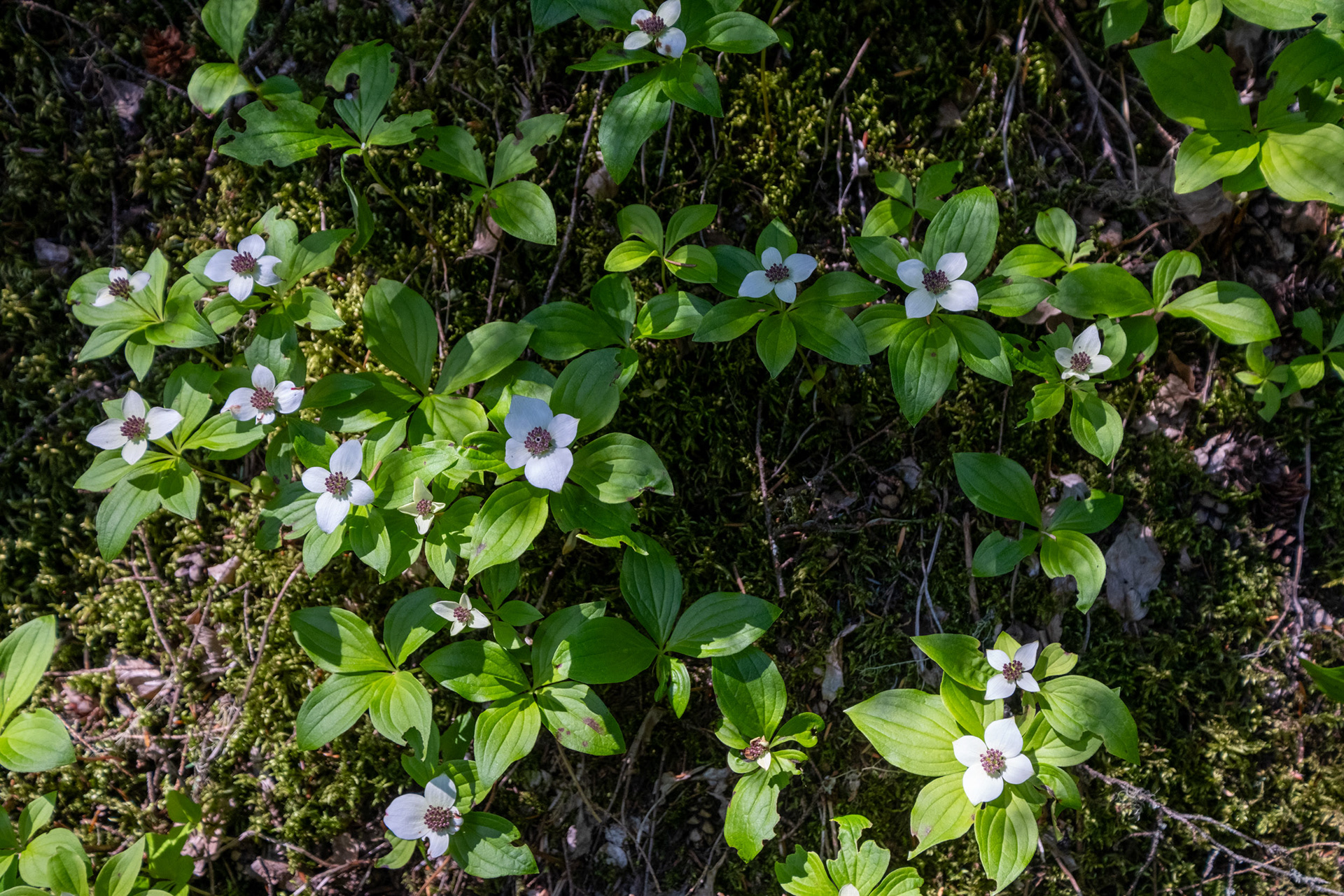 Glacier Nat. Park - Bear Creek Falls