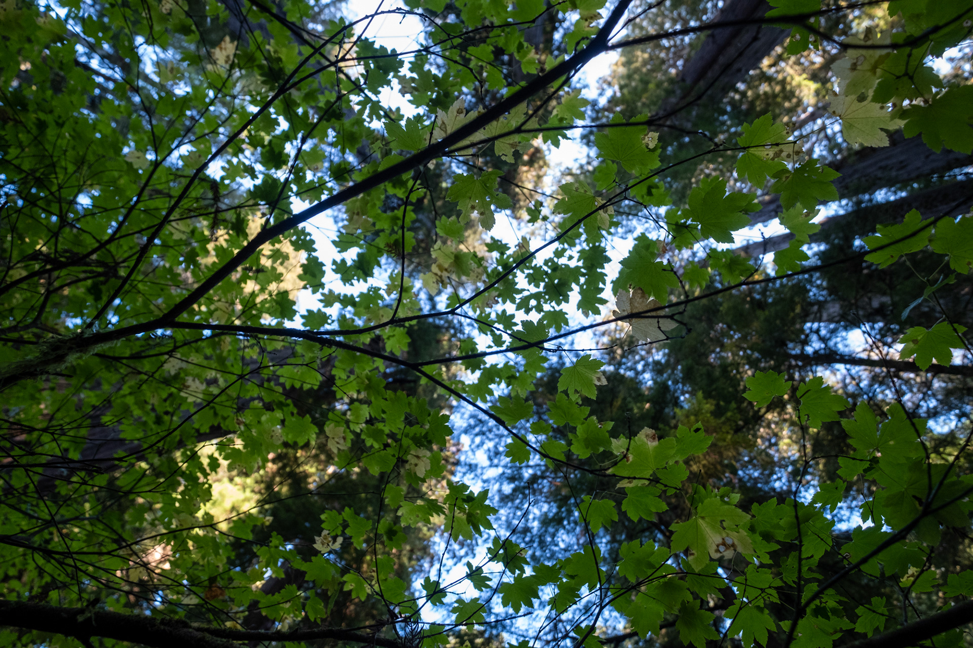 Jedediah Smith Reedwoods - trillo Simpson-Reed