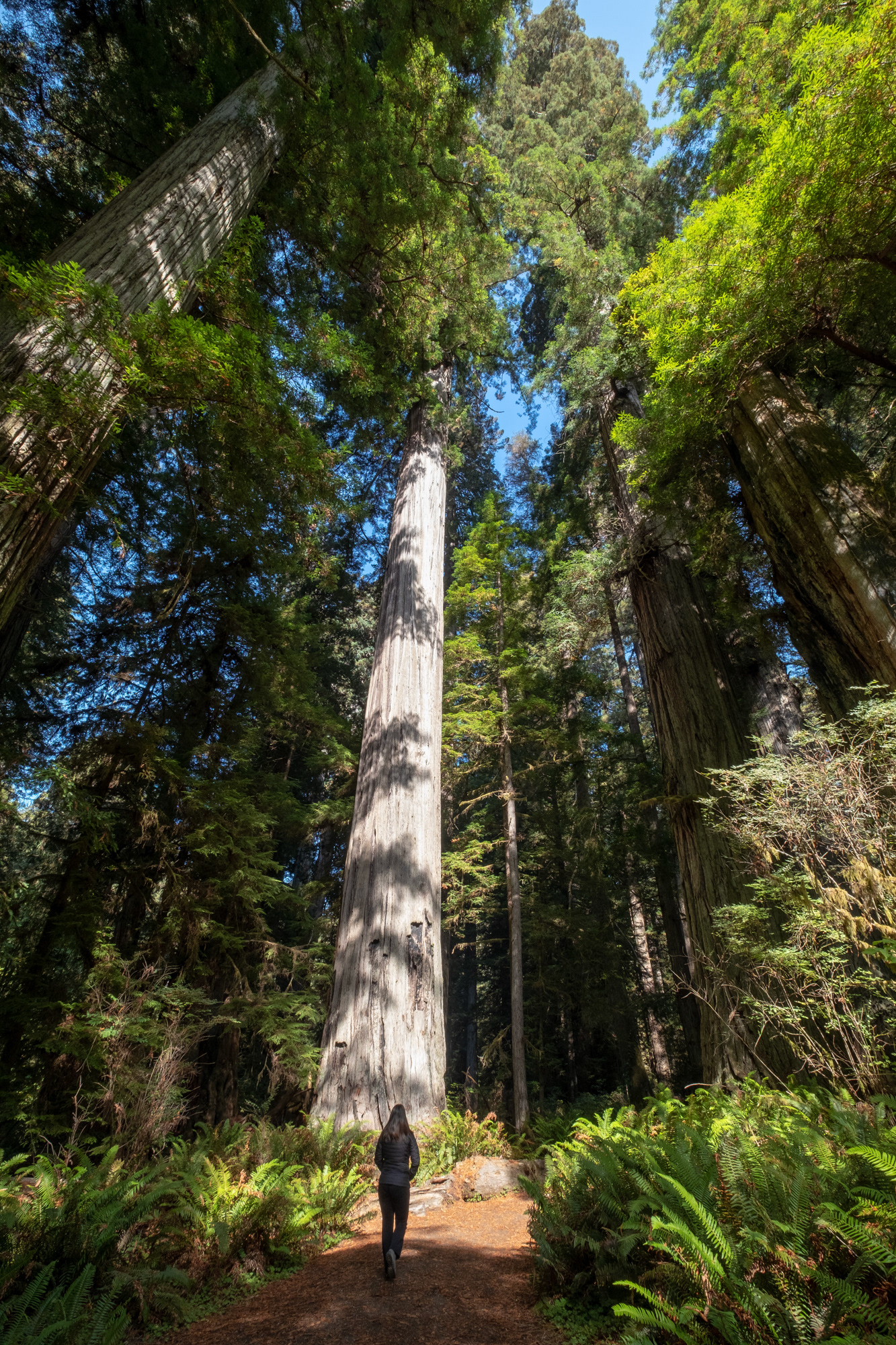 Hunnewell-Donald Memorial grove - trillo Big Tree