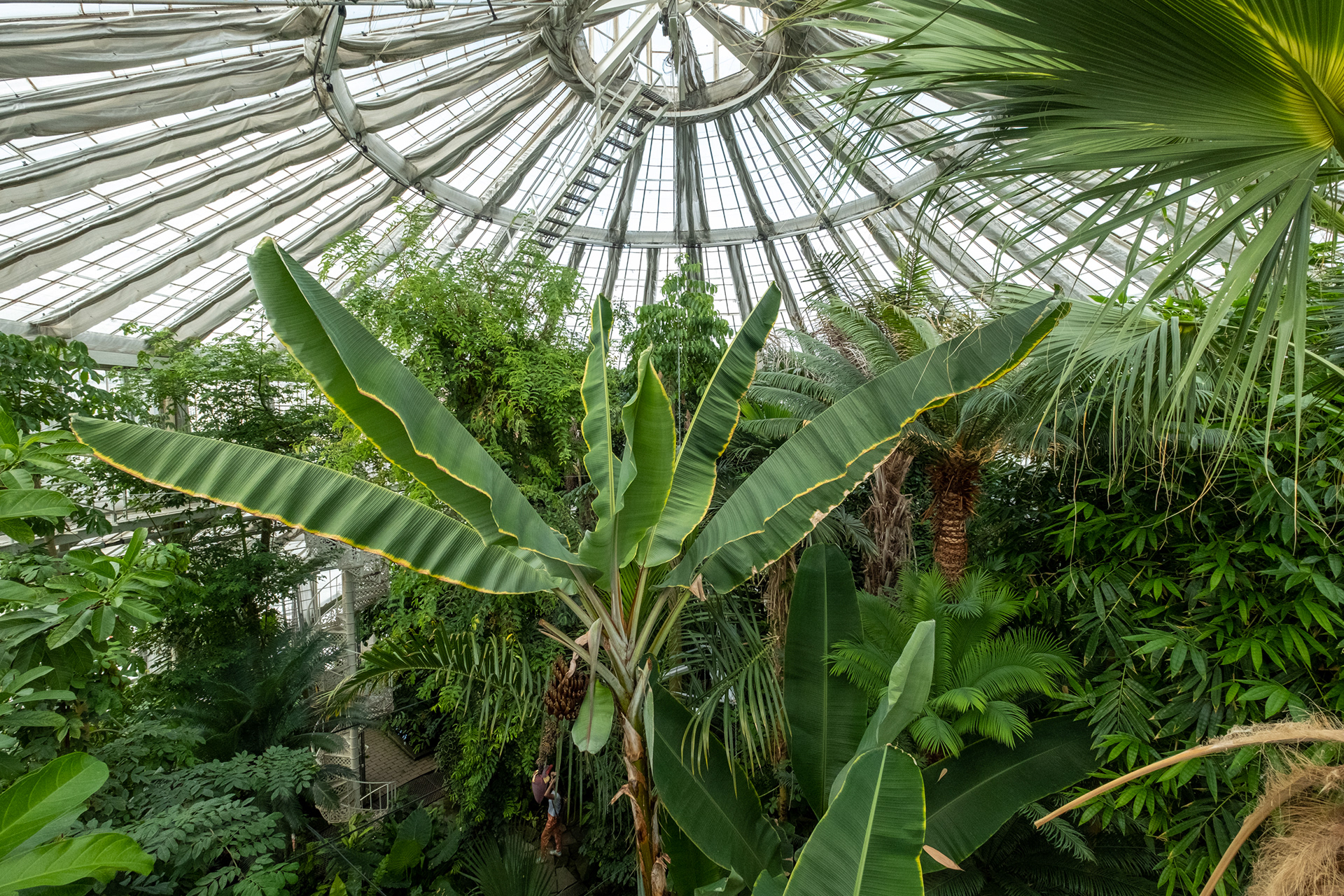 Jardín botánico - casa de palmeras