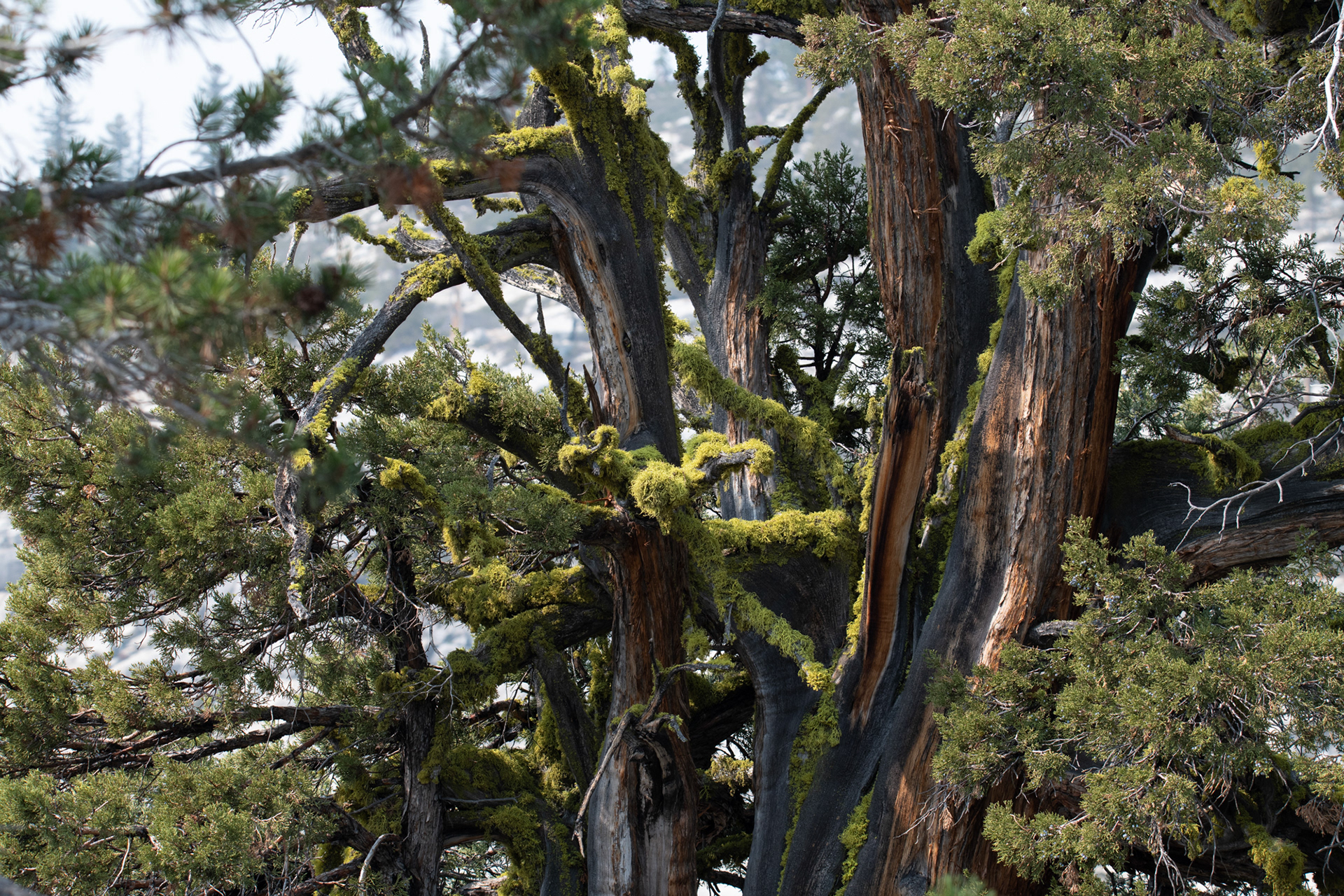 Yosemite - Olmsted point (mirador)