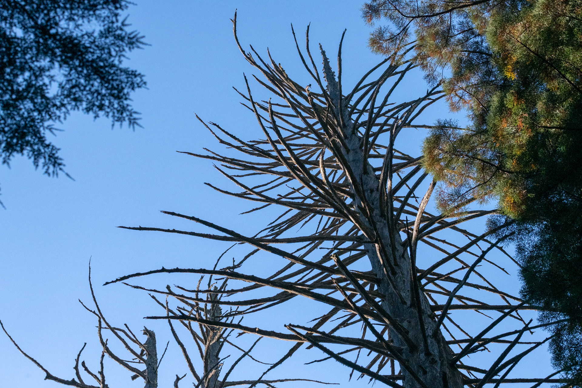 Jedediah Smith Reedwoods - trillo Simpson-Reed