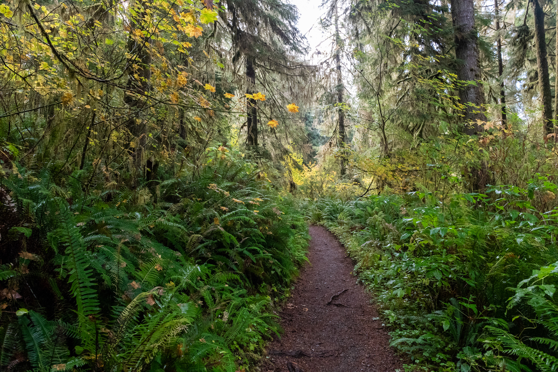 Trillo Rainforest Nature - Lago Quinault, WA
