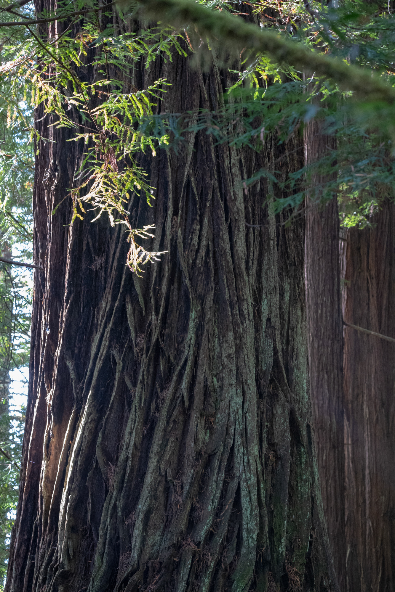 Hunnewell-Donald Memorial grove - trillo Big Tree