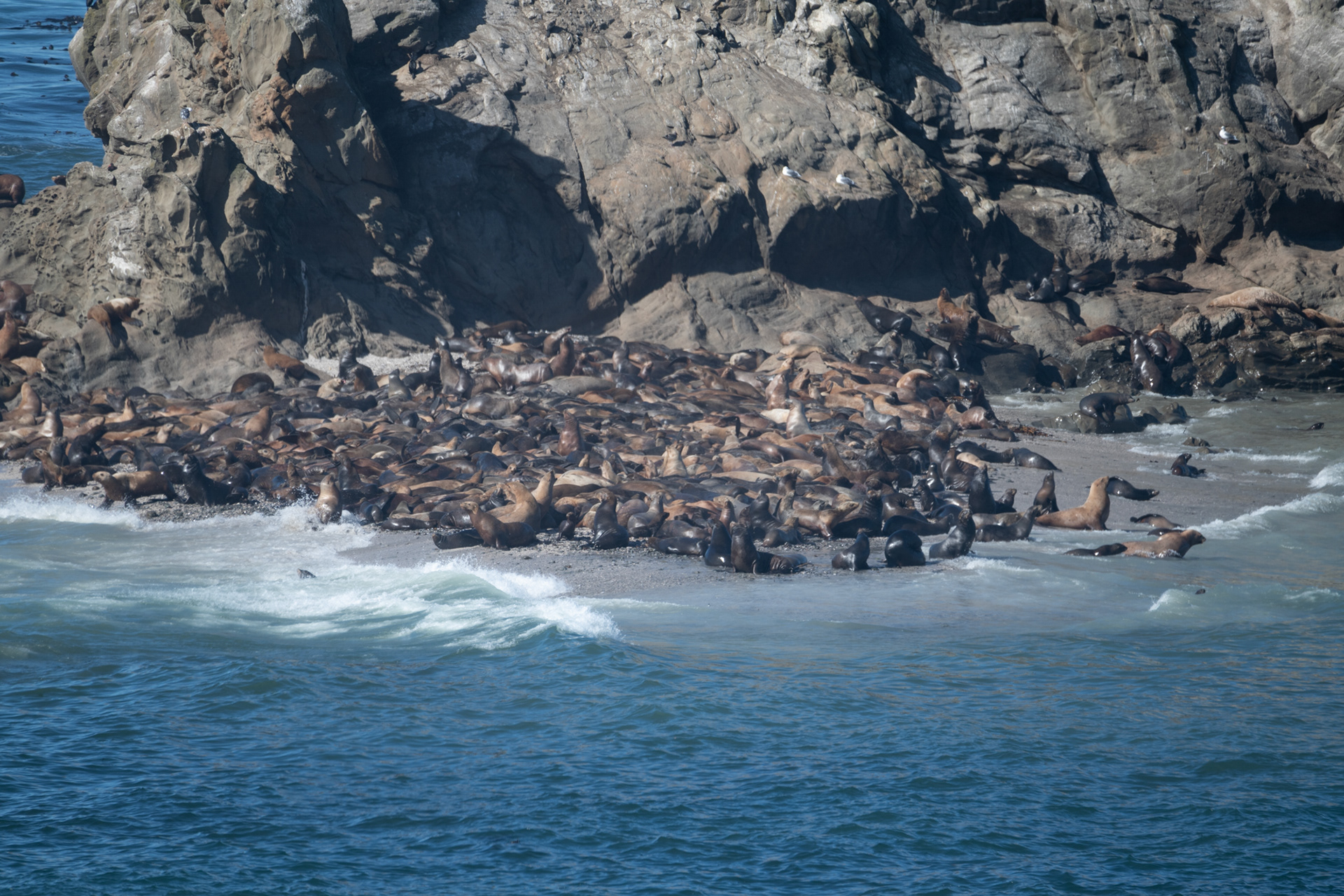 Shore Acres State Park - lobos marinos